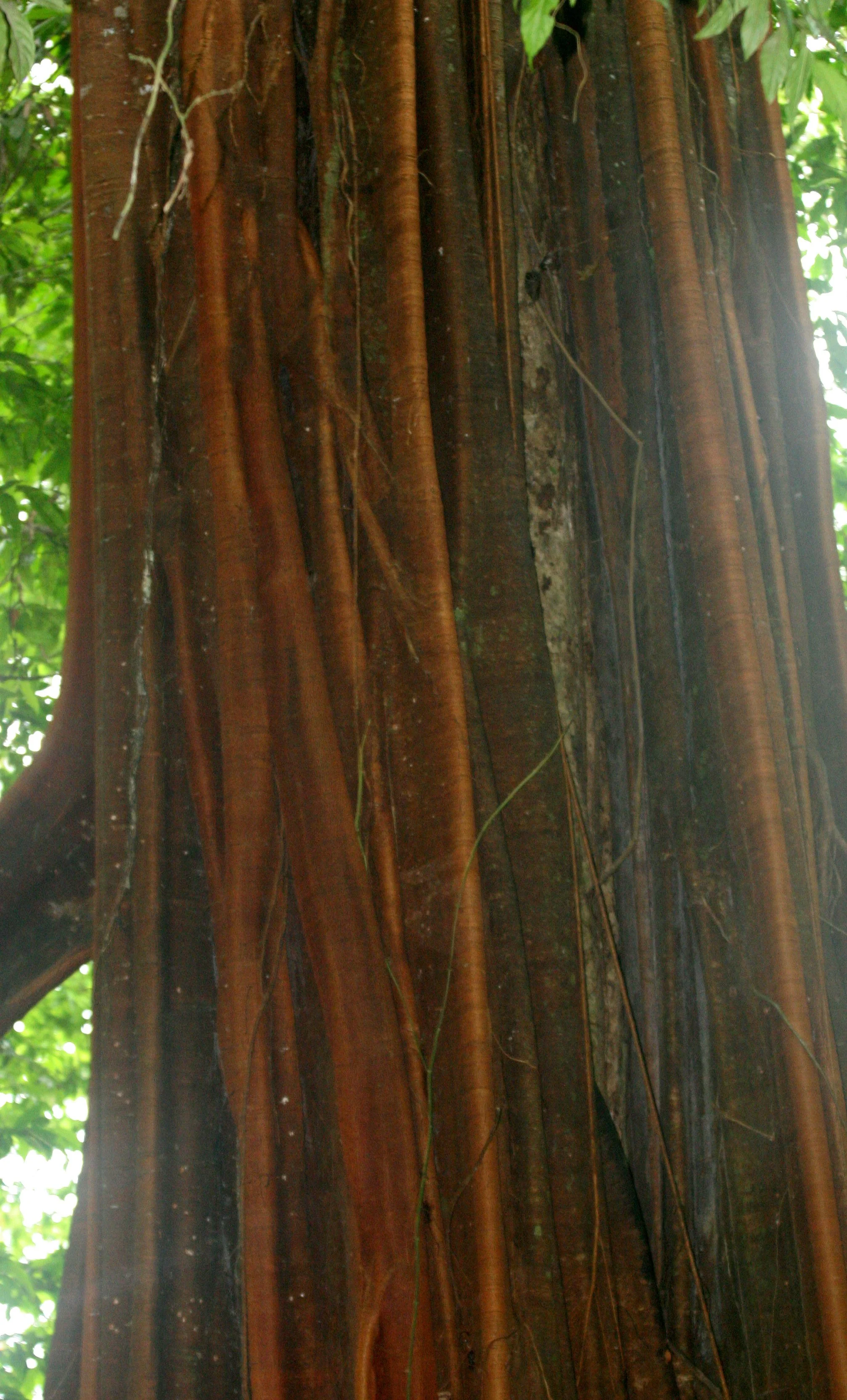 KRUNG CHIN NP - TREE SPECIES - FICUS SPECIES .JPG