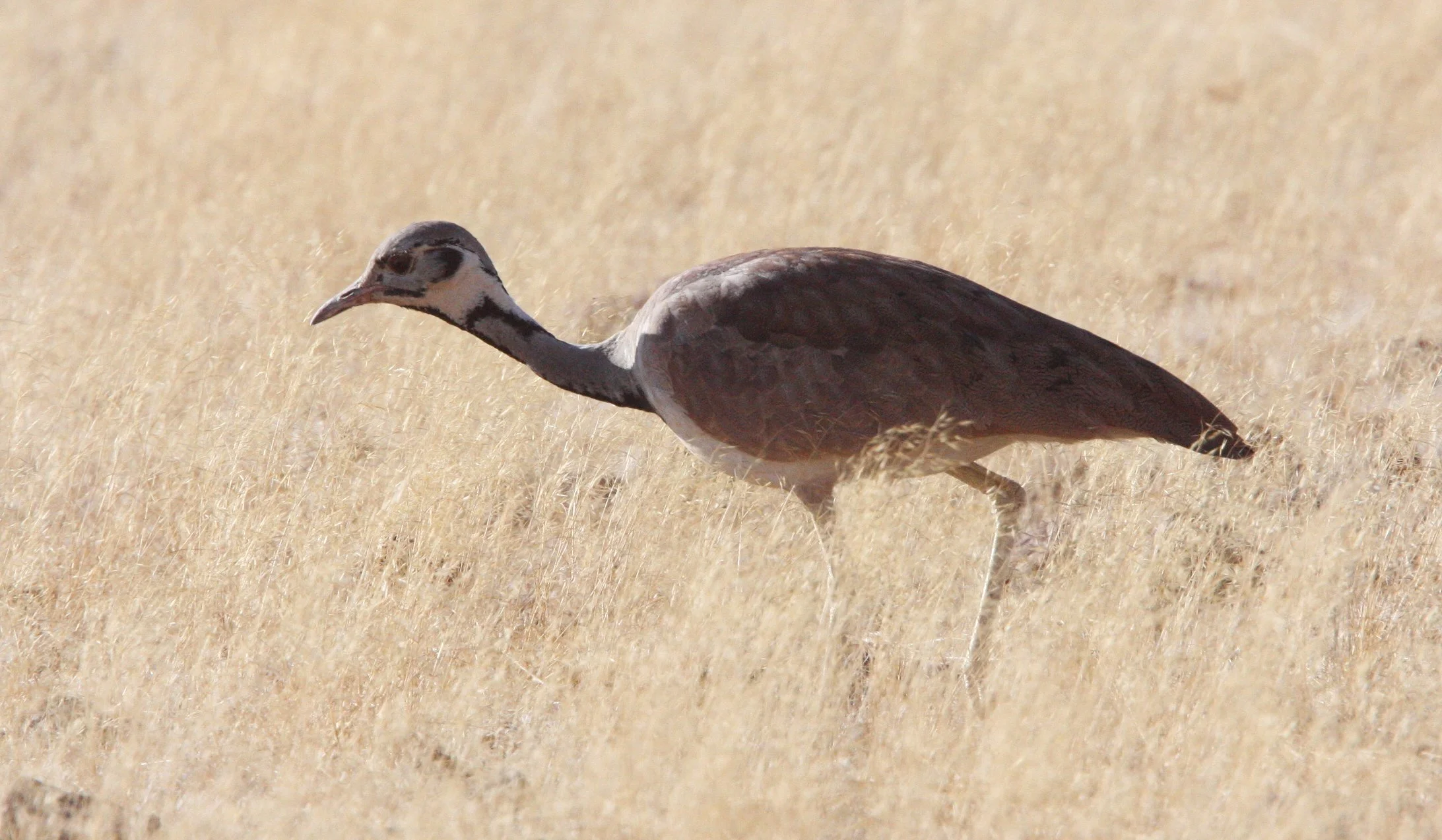 Ruppell's Korhaan (Eupodotis reupellii) Damaraland Namibia (3).JPG