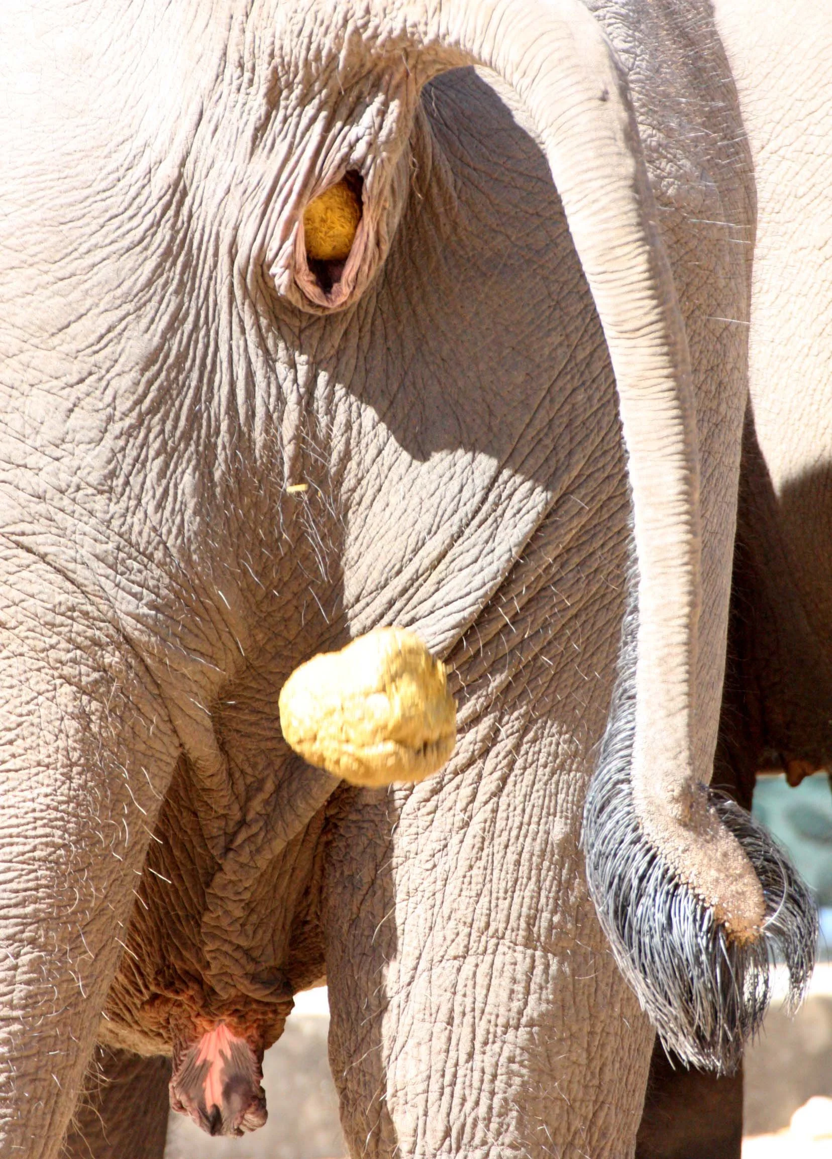 2008 Lampang City & Elephant Center (74).JPG