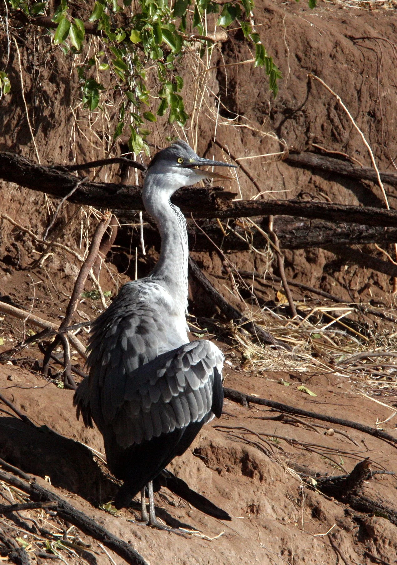 HERON - GREY HERON -  Ardea cinerea - CHOBE NATIONAL PARK BOTSWANA (15).JPG