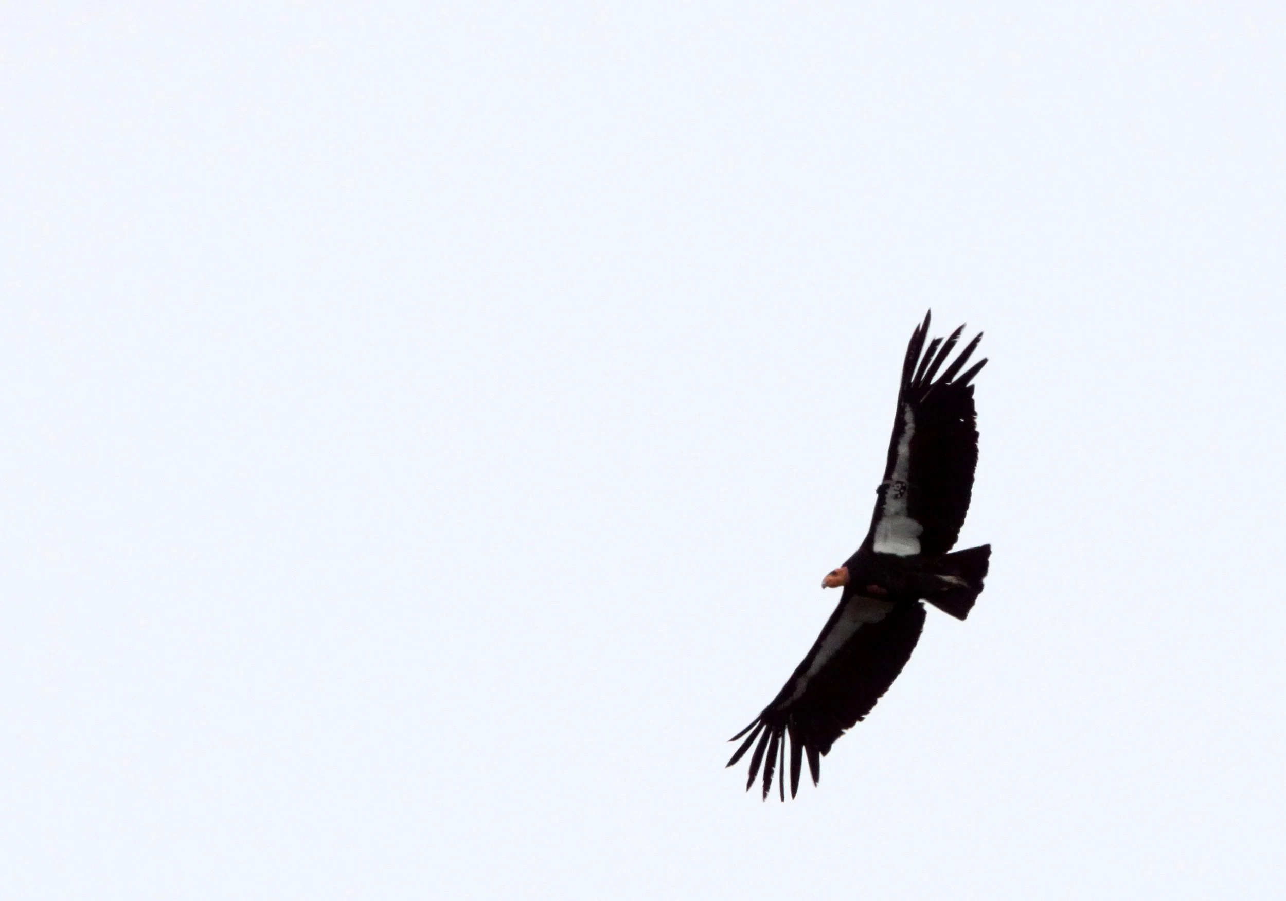 Gymnogyps californianus - CALIFORNIA CONDOR - PINNACLES NATIONAL MONUMENT CALIFORNIA (65).JPG
