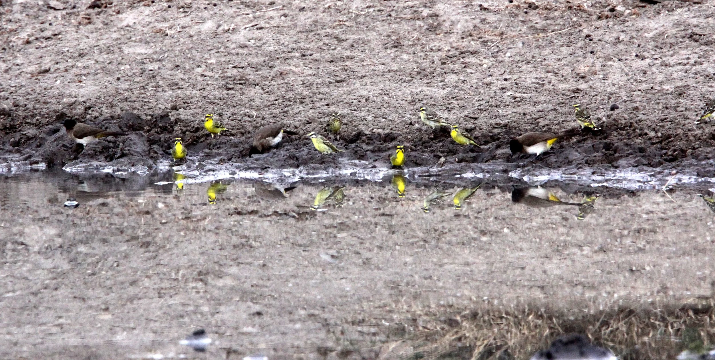 Yellow-fronted Canary (Crithagra mozambica) Imfolozi NP, South Africa (6).JPG