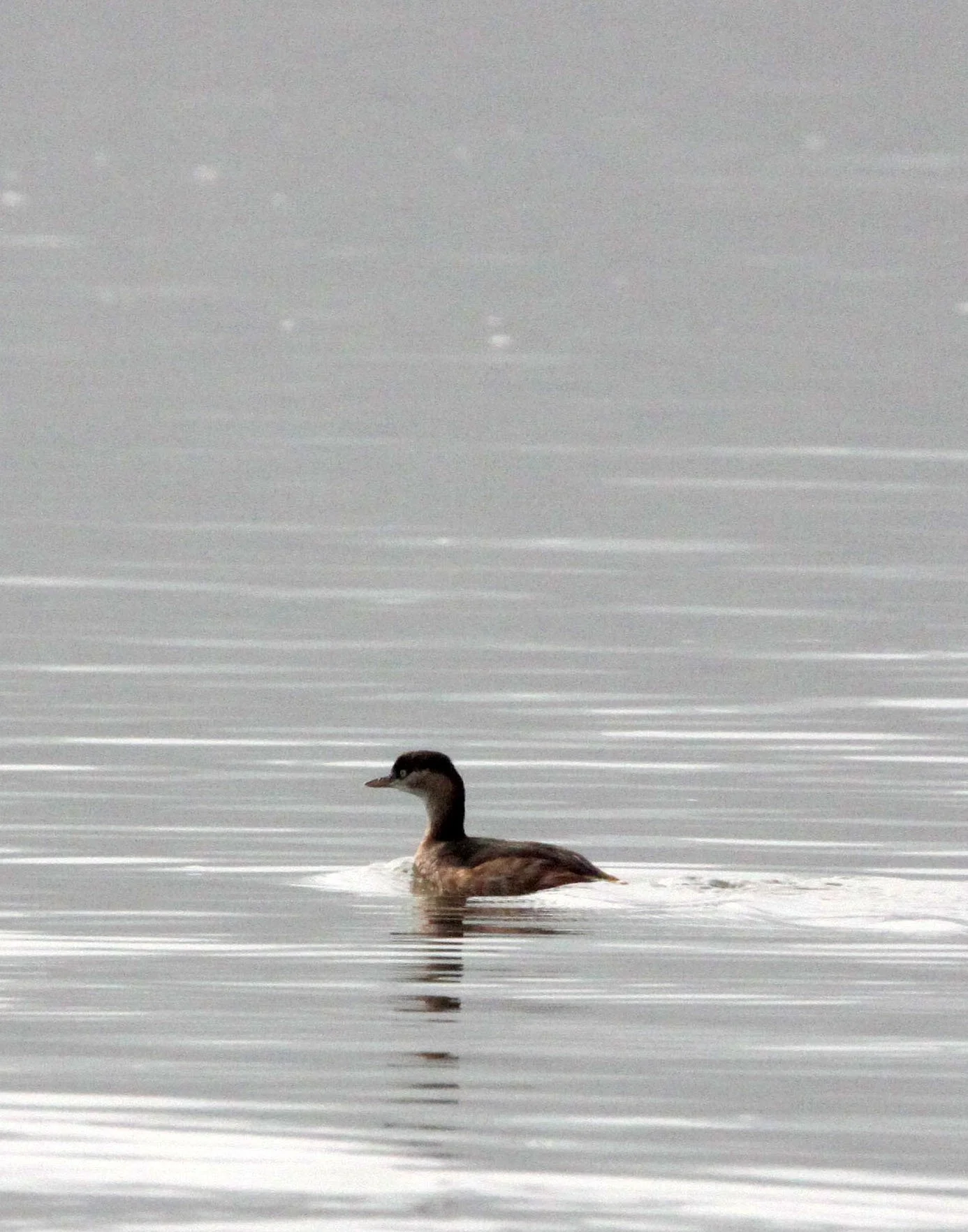 Little Grebe (Tachybaptus ruficollis) Nanji Hill Reserve Poyang Lake China (3).JPG