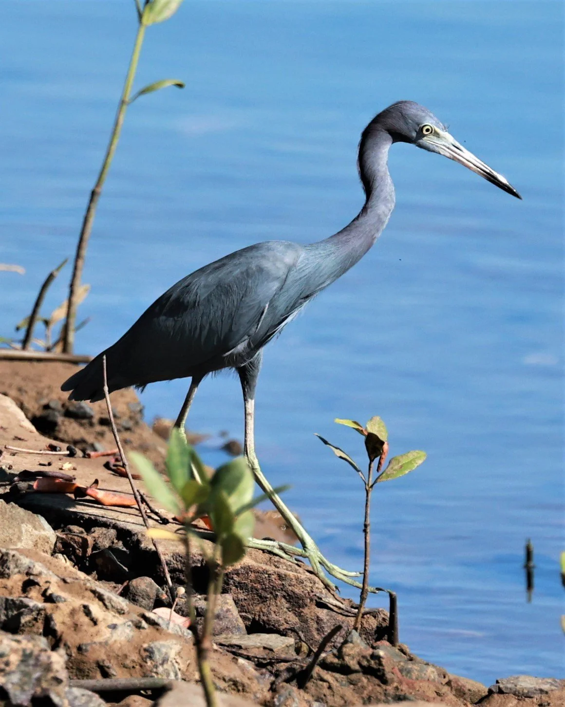 Heron - Little Blue Heron - Egretta caerulea - Illeus, Bahia Brazil, Una Township Area (11).jpg