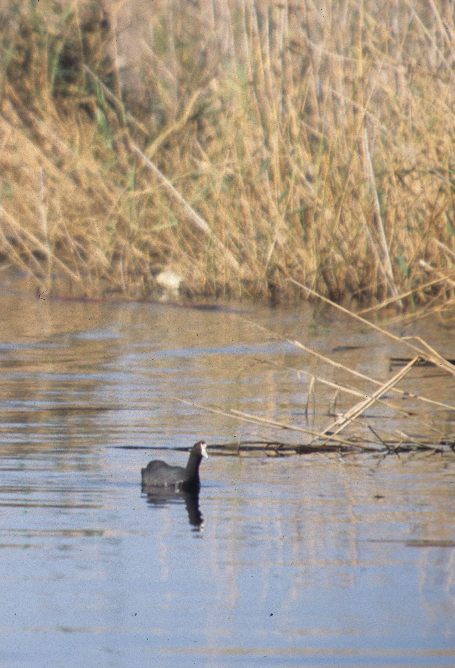 BIRDS - COOT - REDNOBBED - RSA.jpg