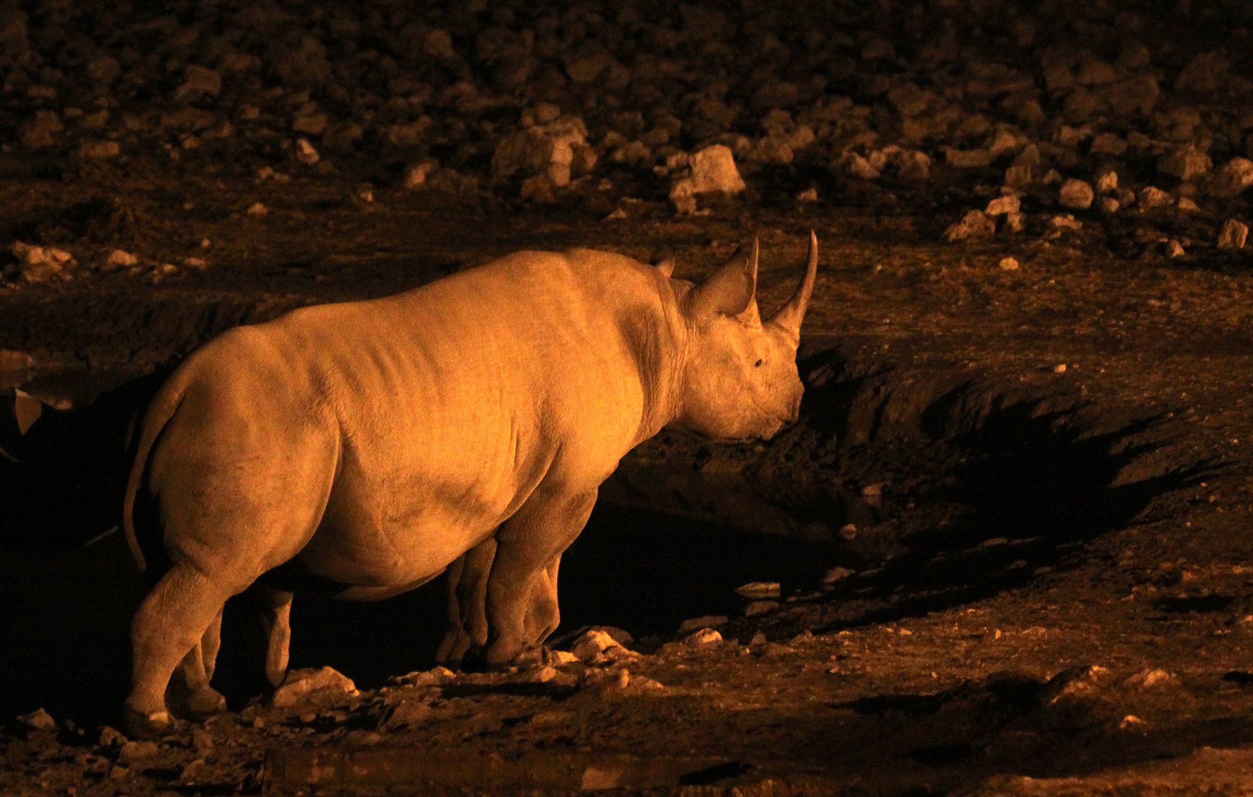 Diceros bicornis occidentalis - SOUTH-WESTERN BLACK RHINO - ETOSHA NATIONAL PARK NAMIBIA (15).JPG