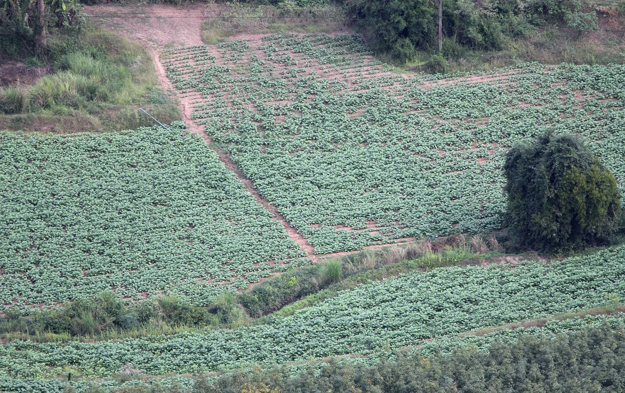 2018 Wat Phatak Sua Nongkai Road Trip (7).JPG