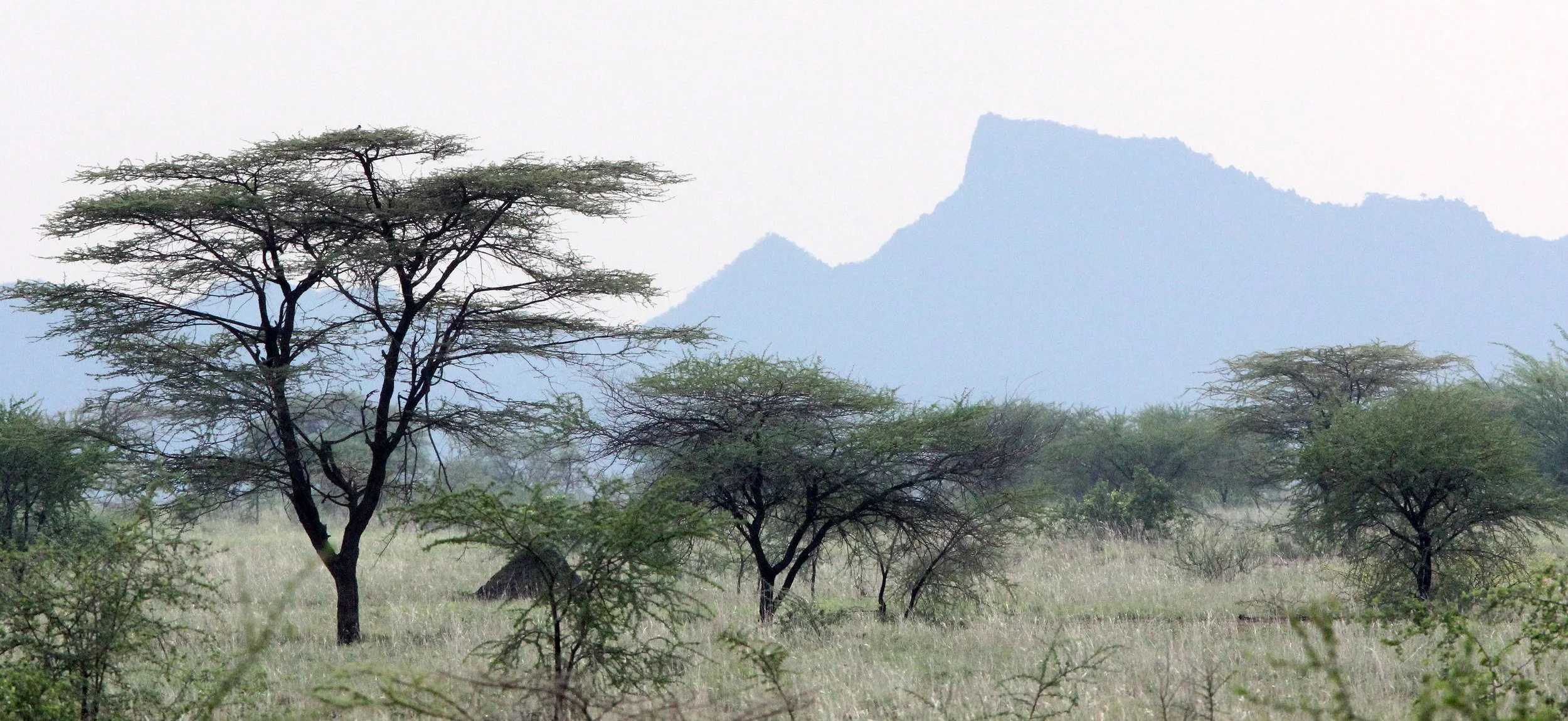 AWASH NATIONALPARK ETHIOPIA.JPG
