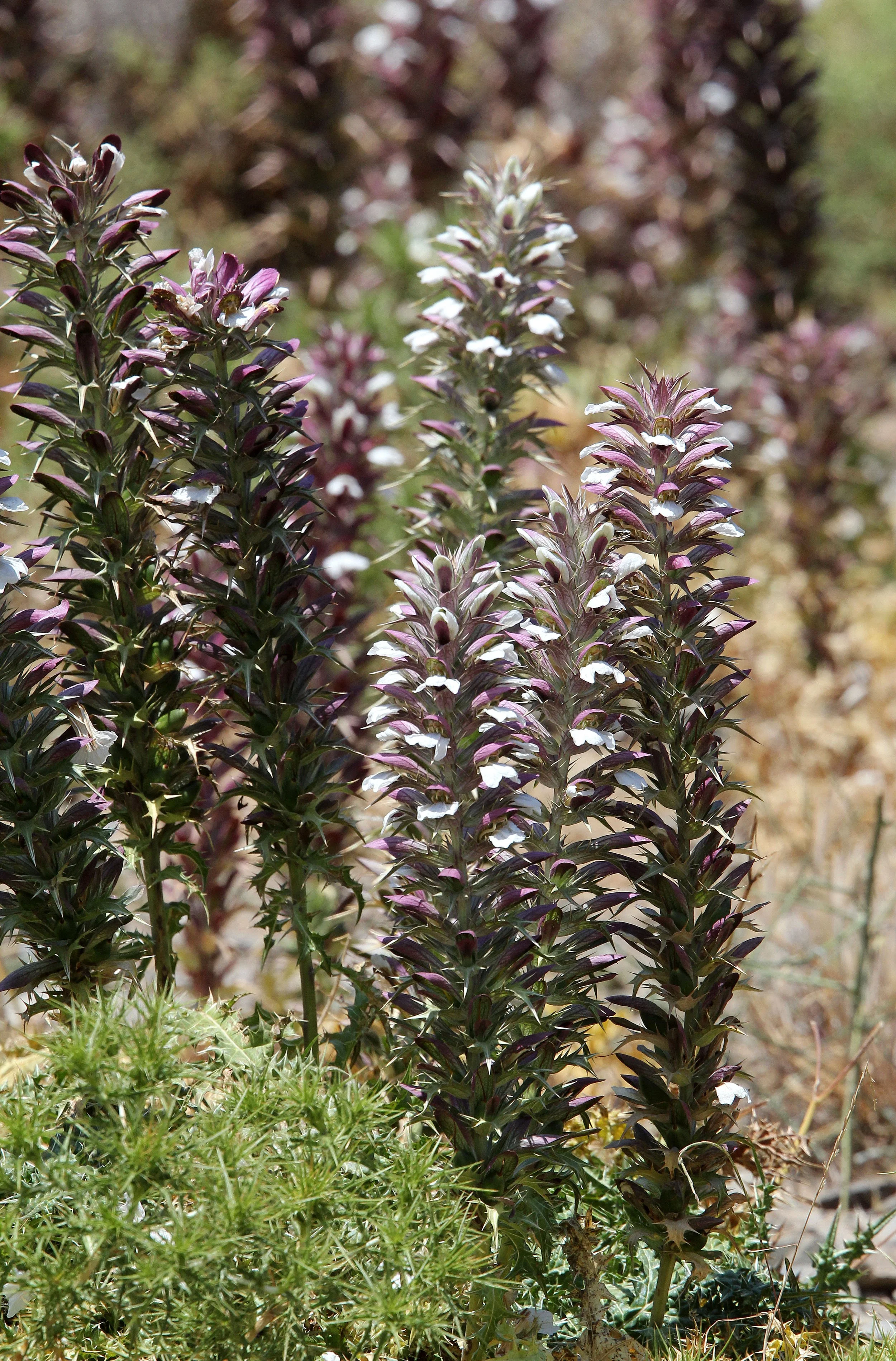 SOUGIA CRETE GREECE (15).JPG