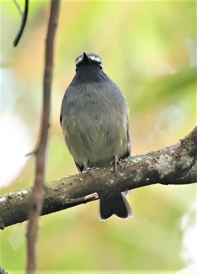 FLYCATCHER - RUFOUS-GORGETED FLYCATCHER - Ficedula strophiata - DOI LANG WEST, DOI PHA HOM POK NP, CHIANG MAI DEC 2021 (34).jpg