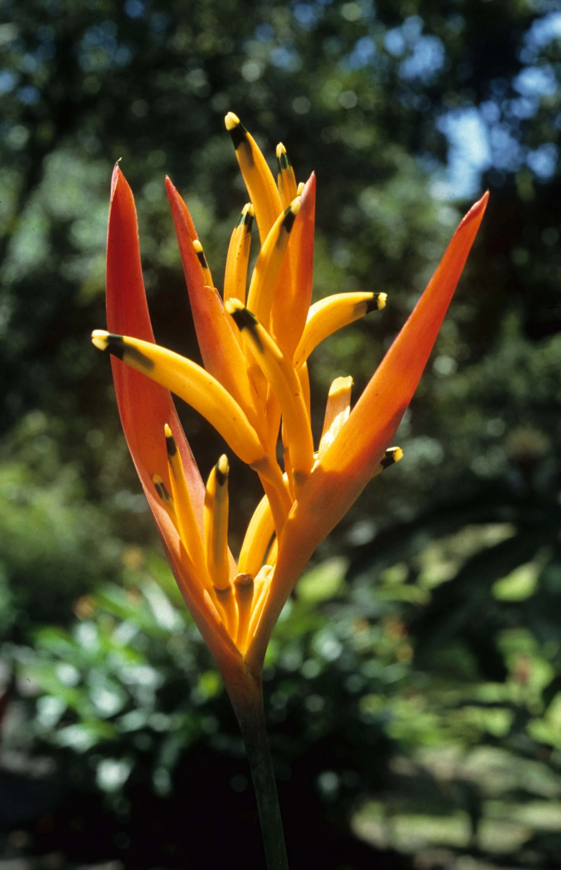 HAWAII - HAWAII - HELICONIA SPECIES B (2).jpg