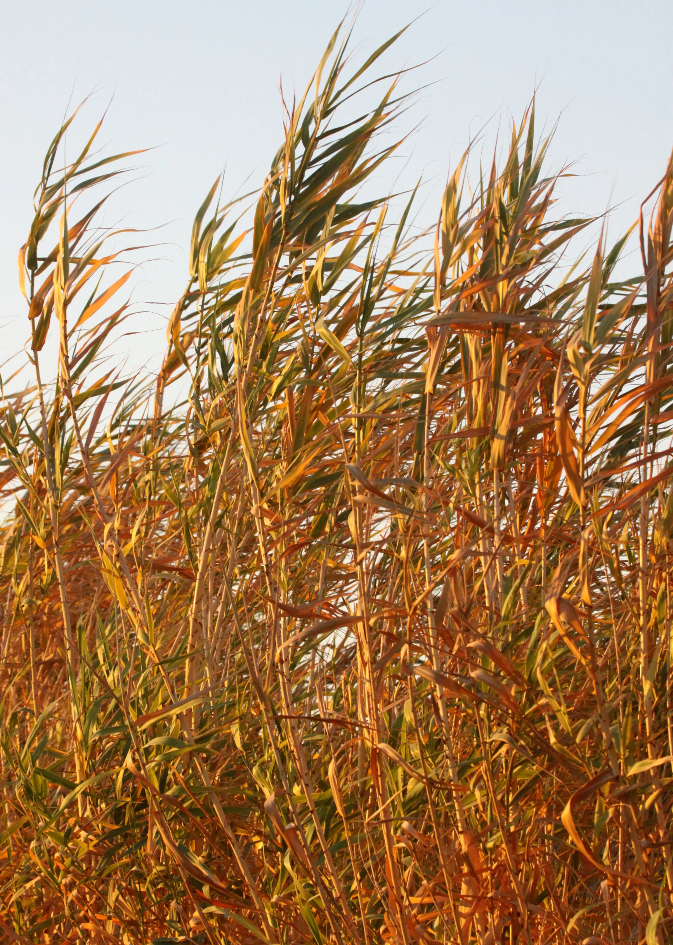 NAMIBIA - SKELETON COAST NATIONAL PARK - EAST ENTRANCE (22).JPG