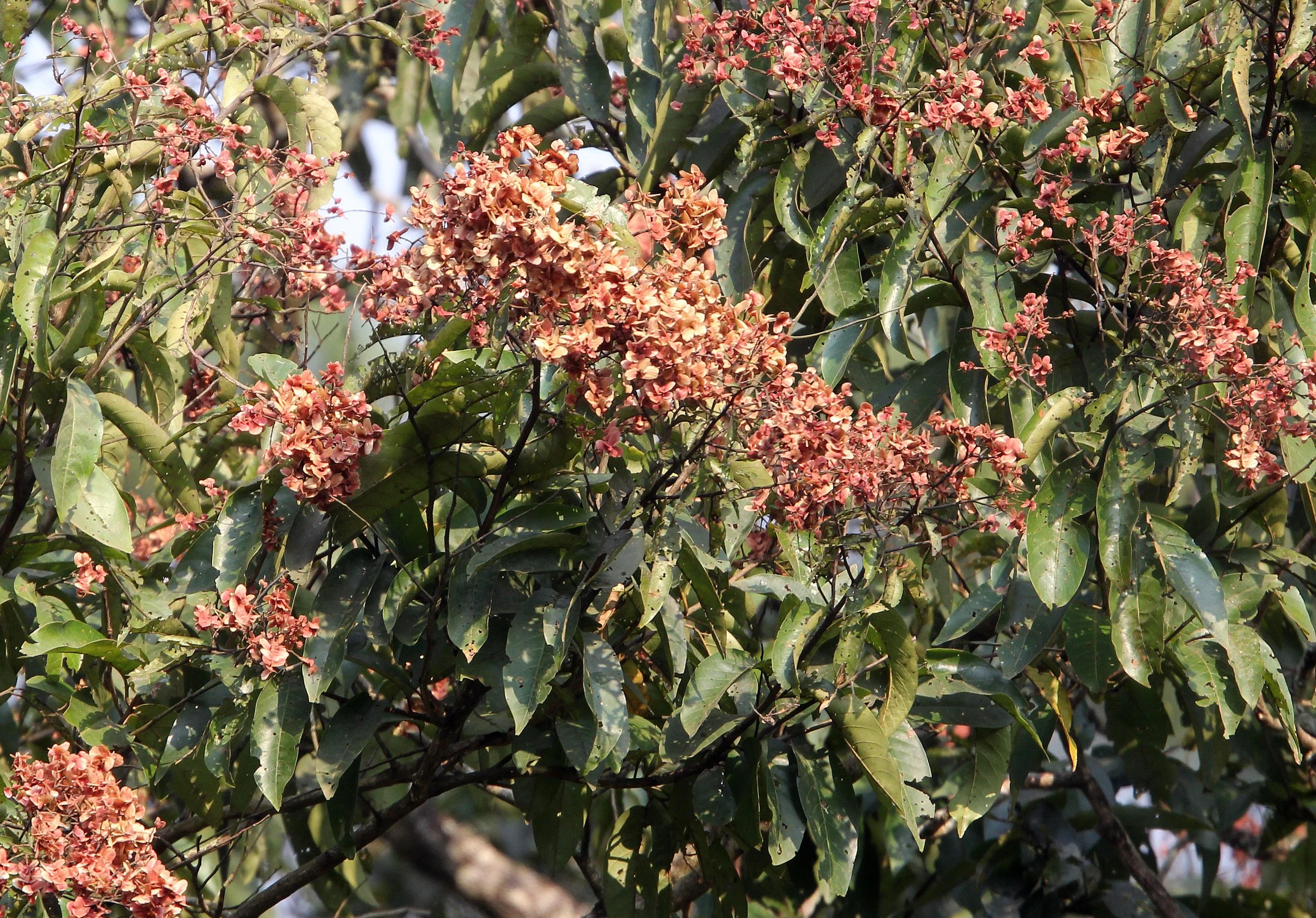 INDIRA GANDHI TOPSLIP NATIONAL PARK, TAMIL NADU INDIA (2).JPG
