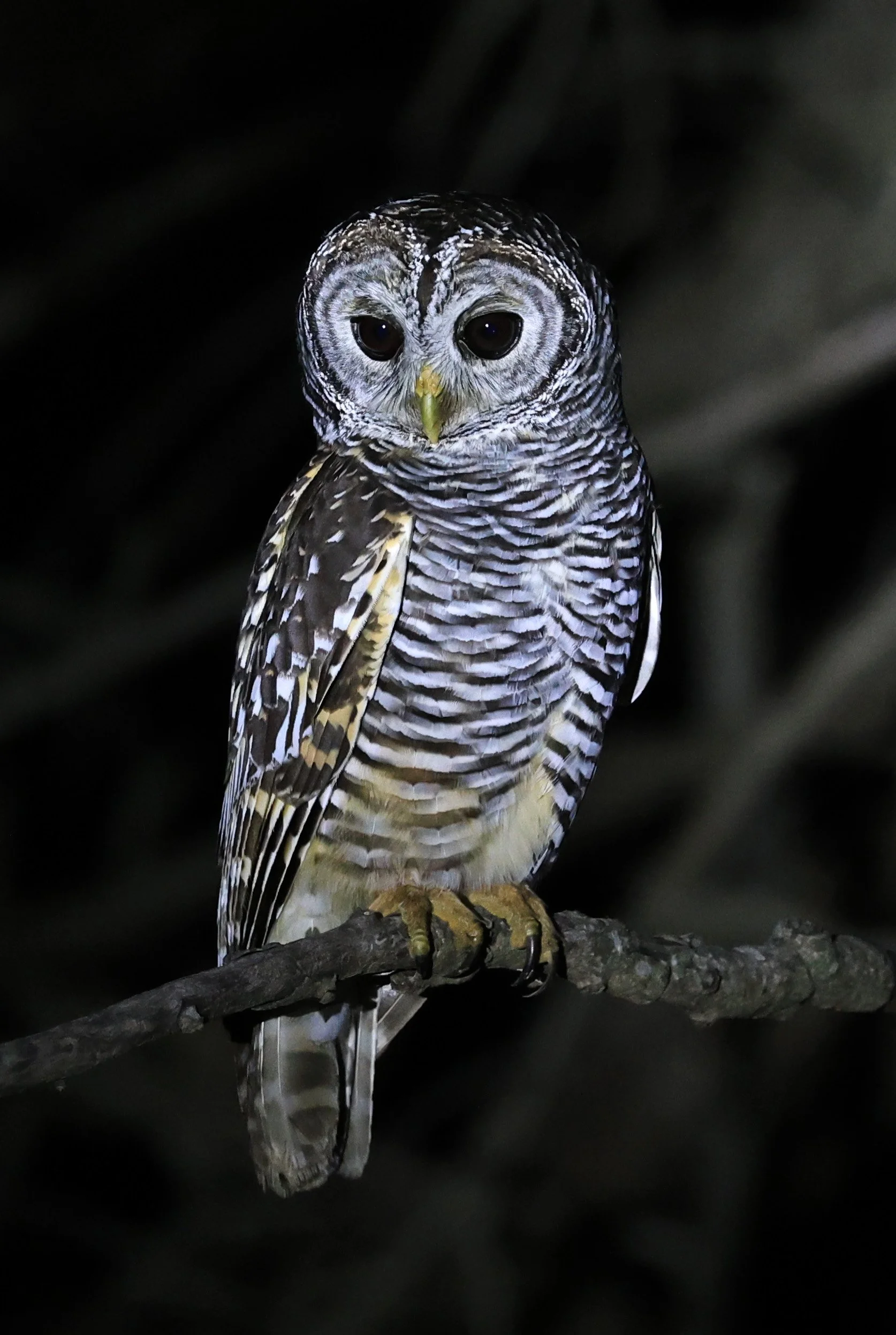 Chaco Owl (Strix chacoensis) Reserva Nueland  Selva Serena (15).jpg