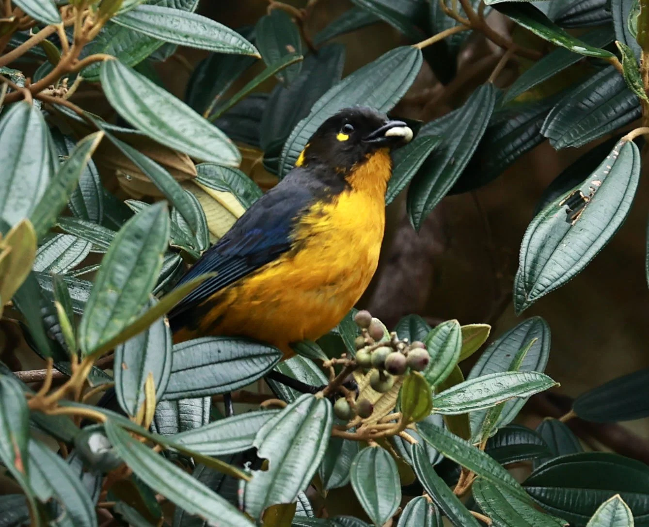 Tanager - Lacrimose Mountain Tanager - Anisognathus lacrymosus - Termas Papallacta, Napo near Cayambe Coca National Park (9).jpg