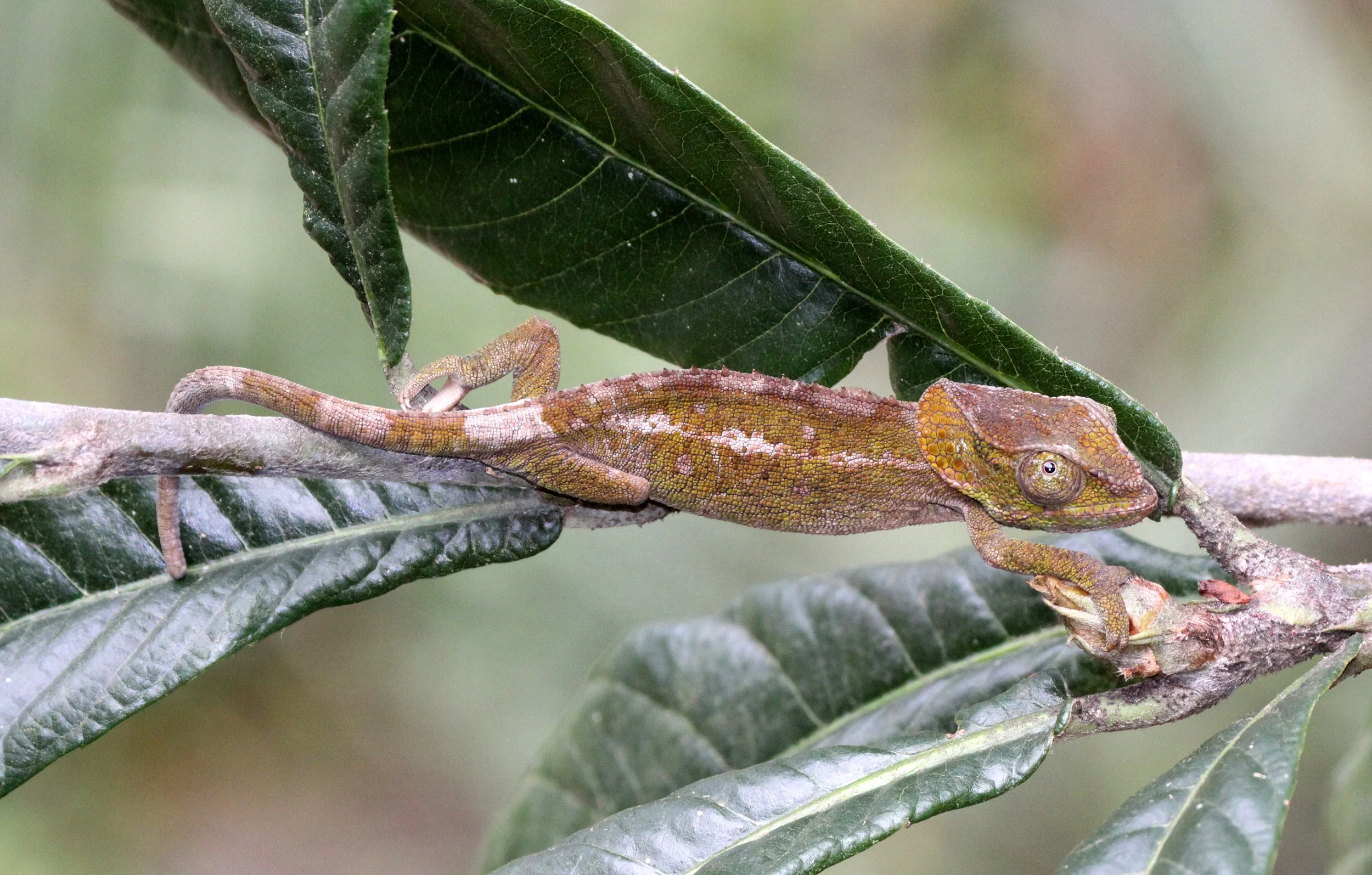 Green-eared Chameleon (Calumma malthe) Mantadia, Madagascar