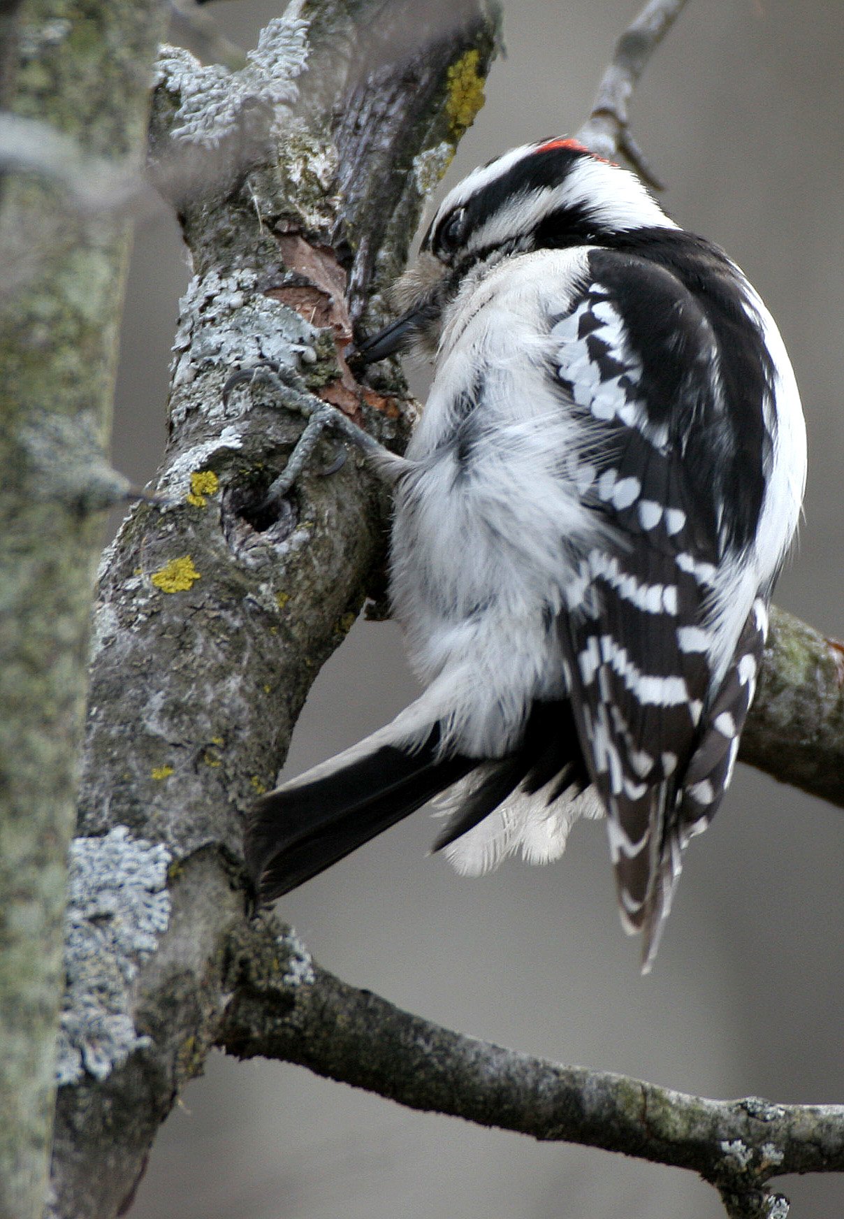 BIRD - WOODPECKER - DOWNY WOODPECKER - LINCOLN MARSH ILLINOIS (16).JPG