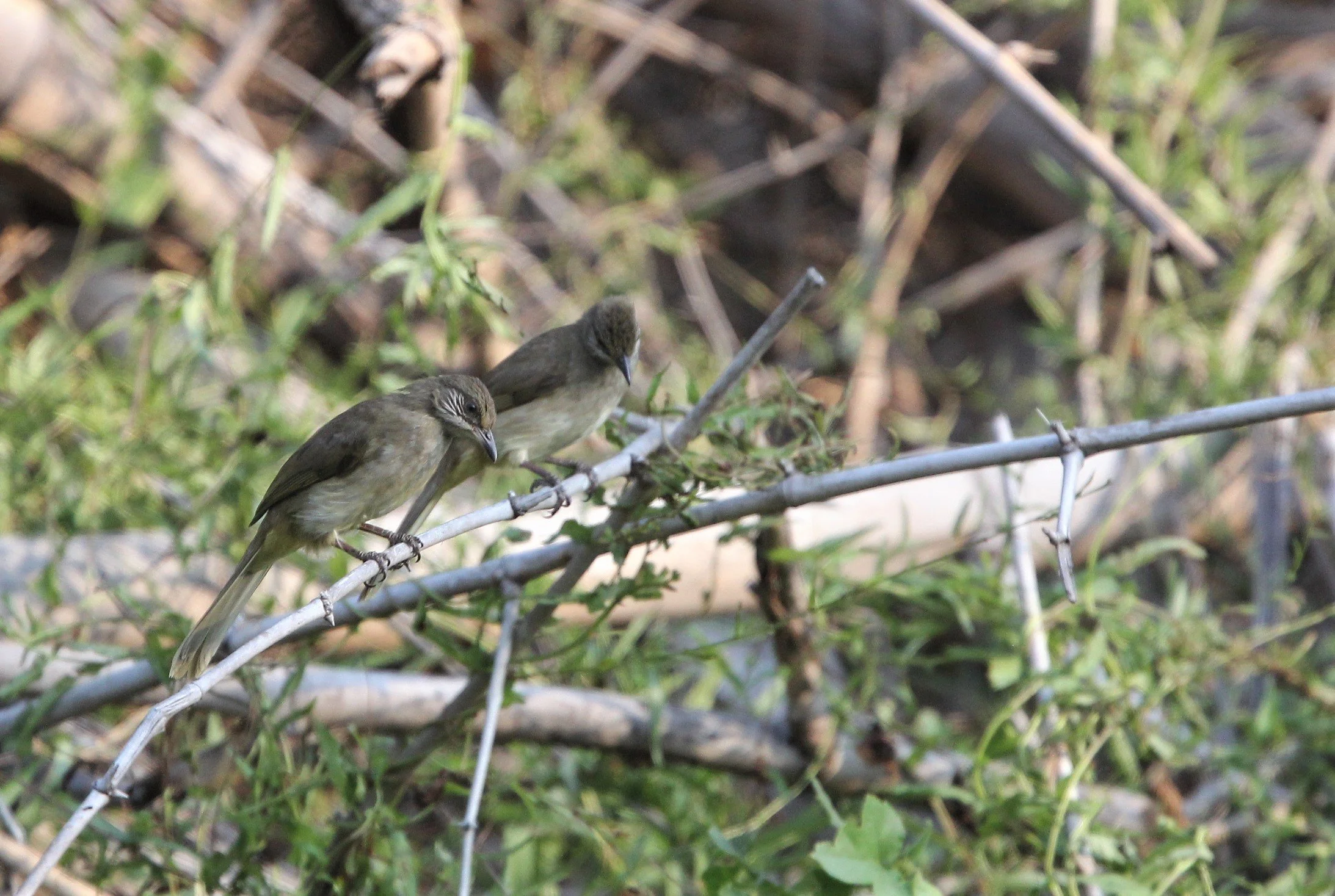 BULBUL - STREAK EARED BULBUL - Pycnonotus blandfordi - SAI KAEW BEACH SATTAHIP (1).jpg