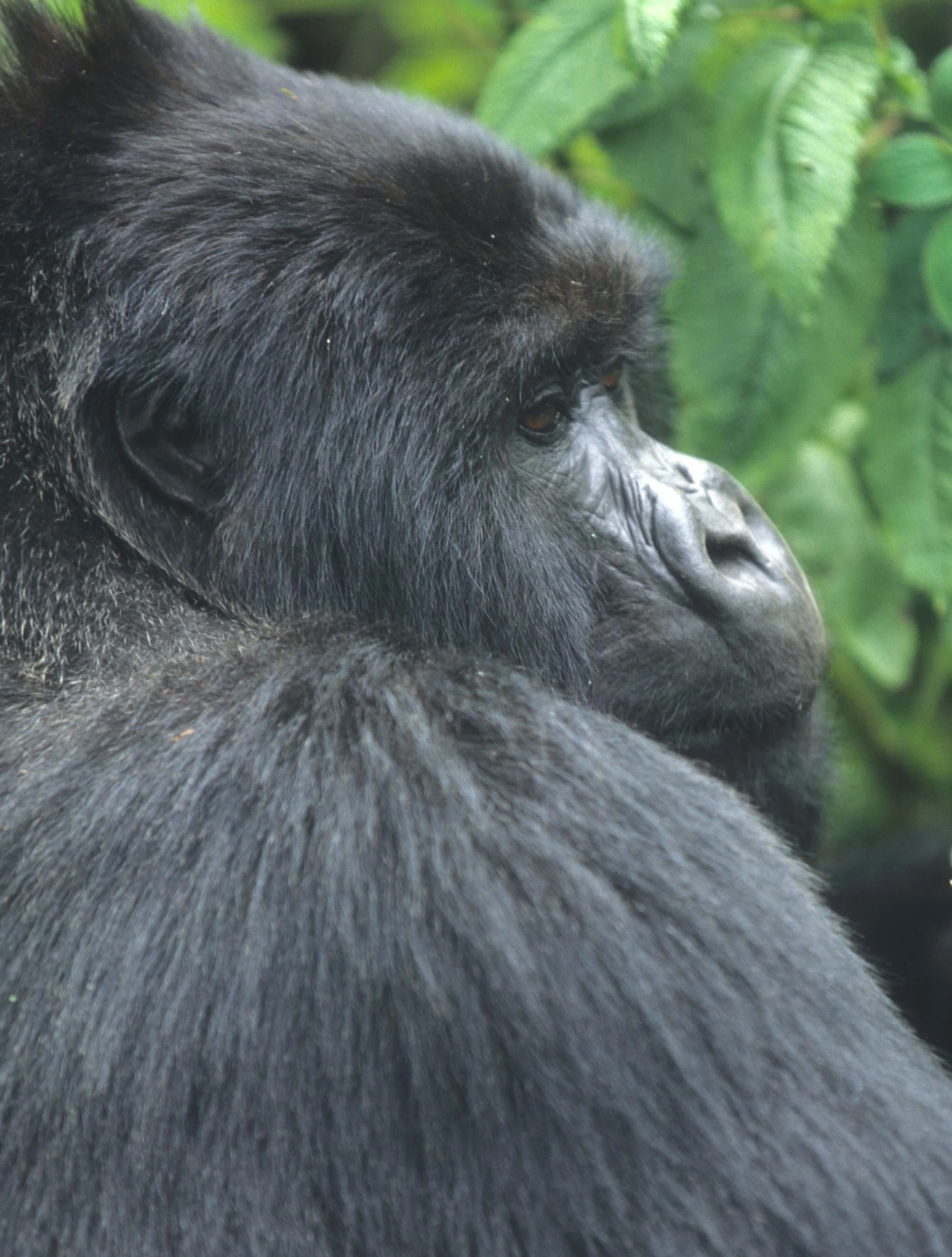 PRIMATE - GORILLA-RWANDA PARC DU VULCANS (10).jpg