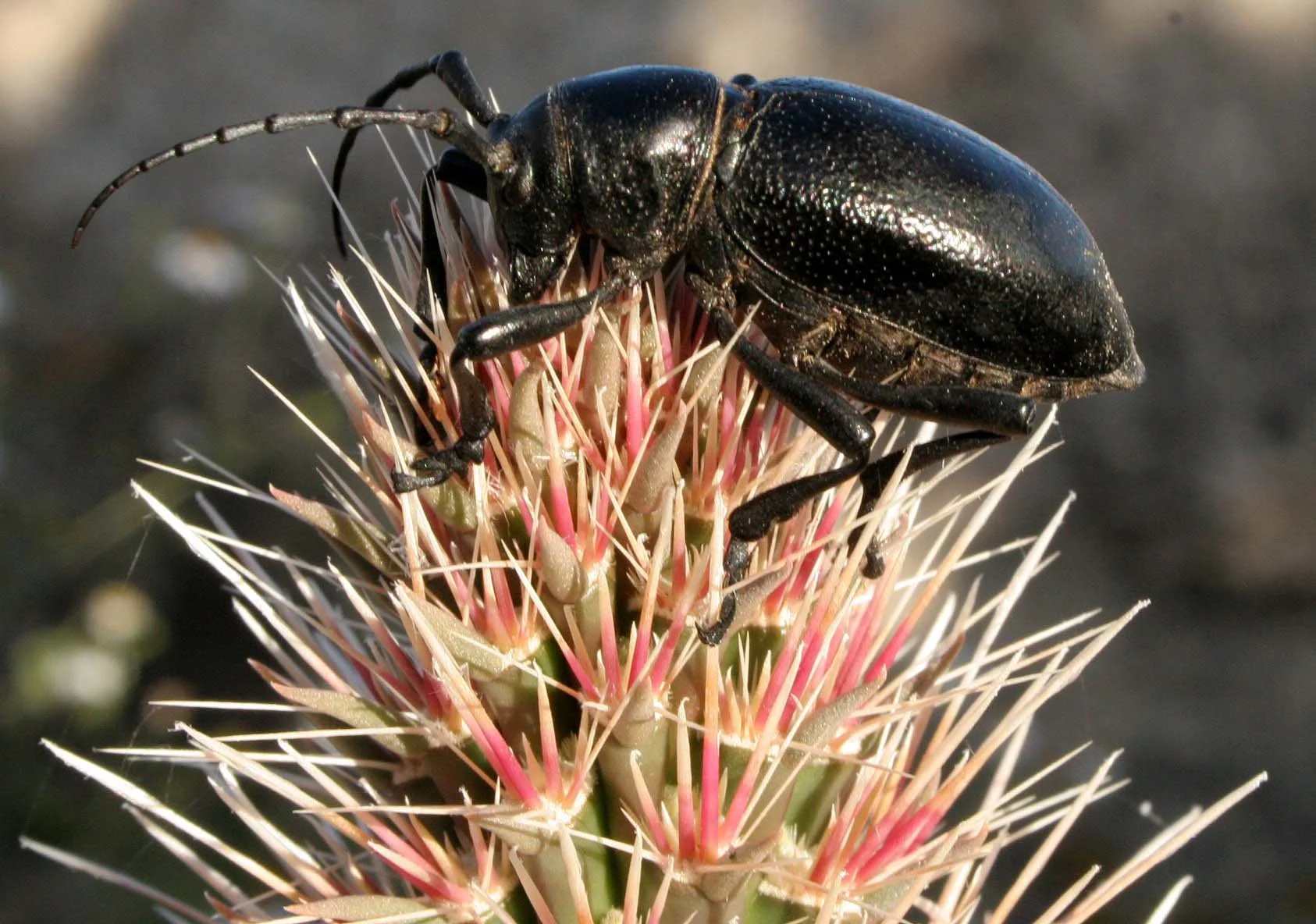 Moneilema michelbacheri - Catavina Desert, Baja California, Mexico (4).JPG