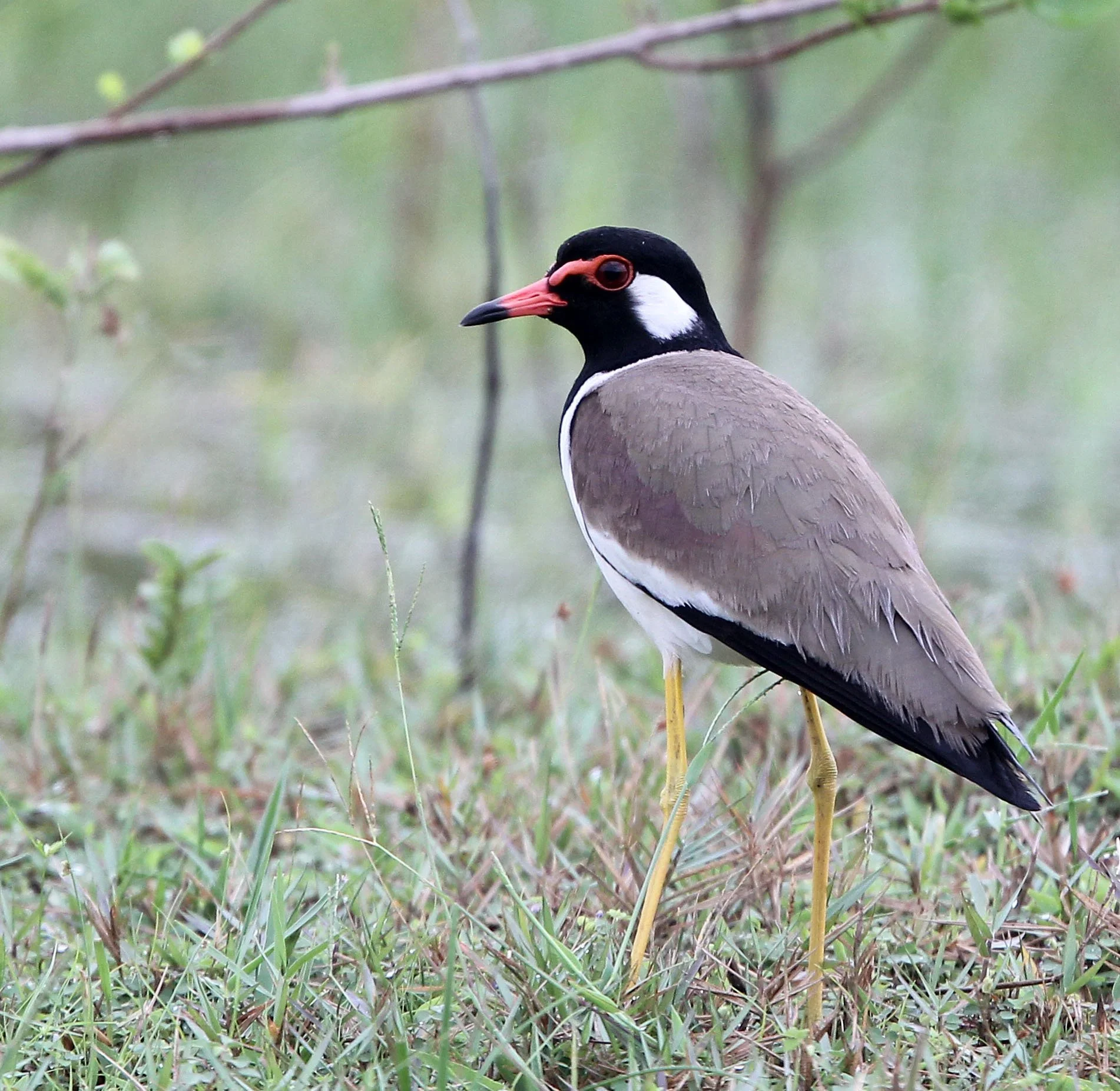 LAPWING - RED-WATTLED LAPWING - Vanellus indicus - CHAIYA PENINSULA SURAT THANI THAILAND (10).JPG