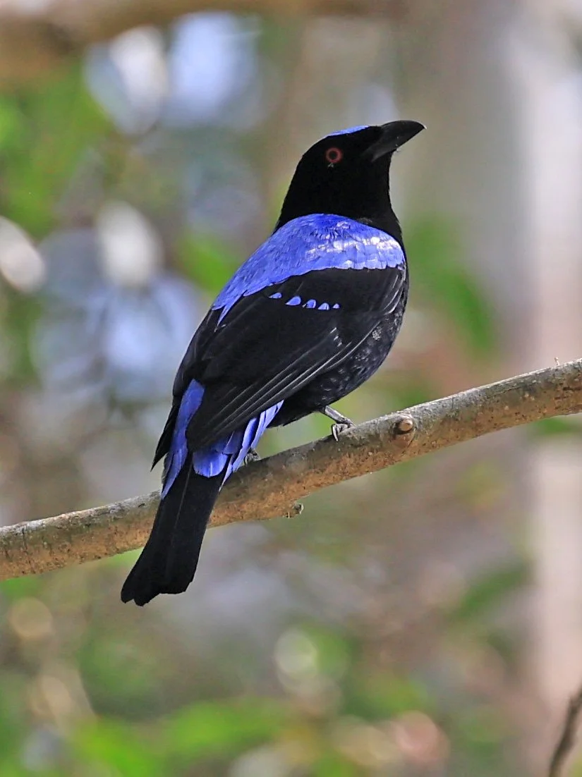 Asian Fairy-bluebird (Irena puella) Khao Yai National Park Feb 2026 Day 2 (22).jpg