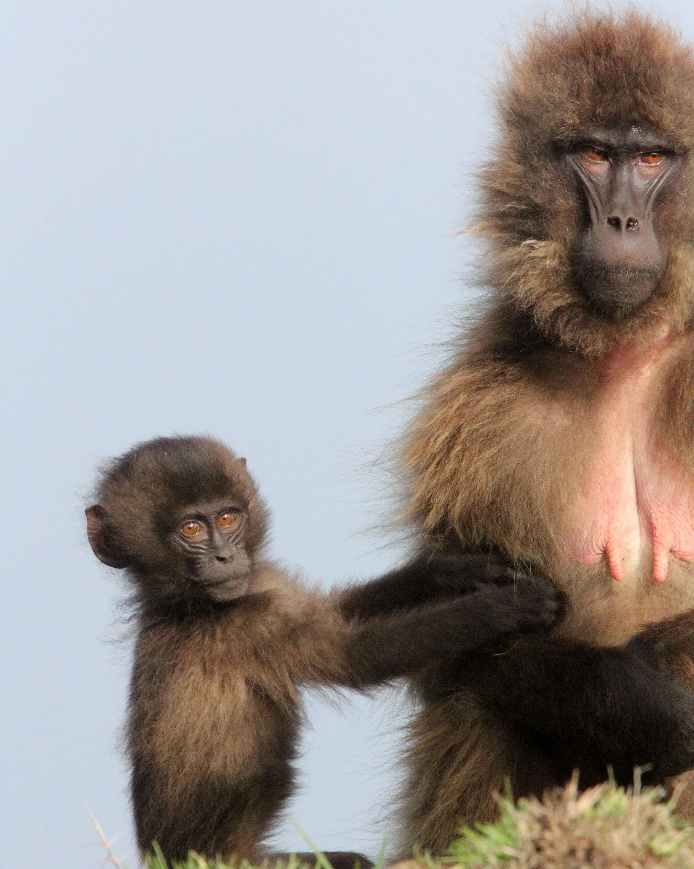 CERCOPITHECIDAE - Theropithecus gelada - GELADA - SIMIEN MOUNTAINS NATIONAL PARK ETHIOPIA (1622).JPG