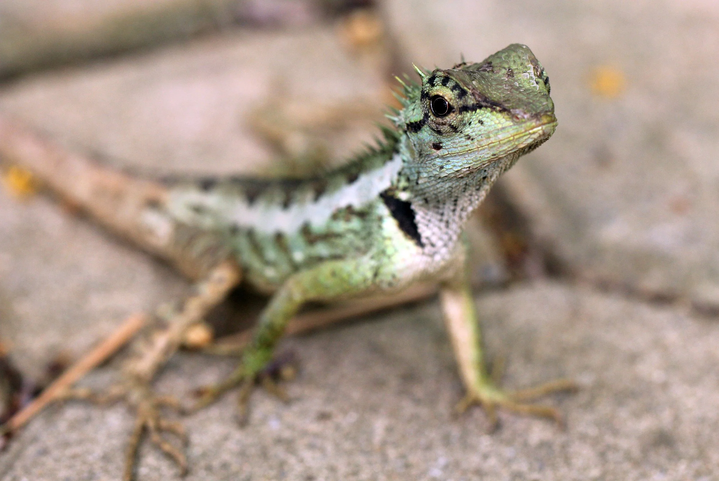 Calotes emma - EMMA GRAY'S FOREST LIZARD - KOH LANTA THAILAND (97).JPG
