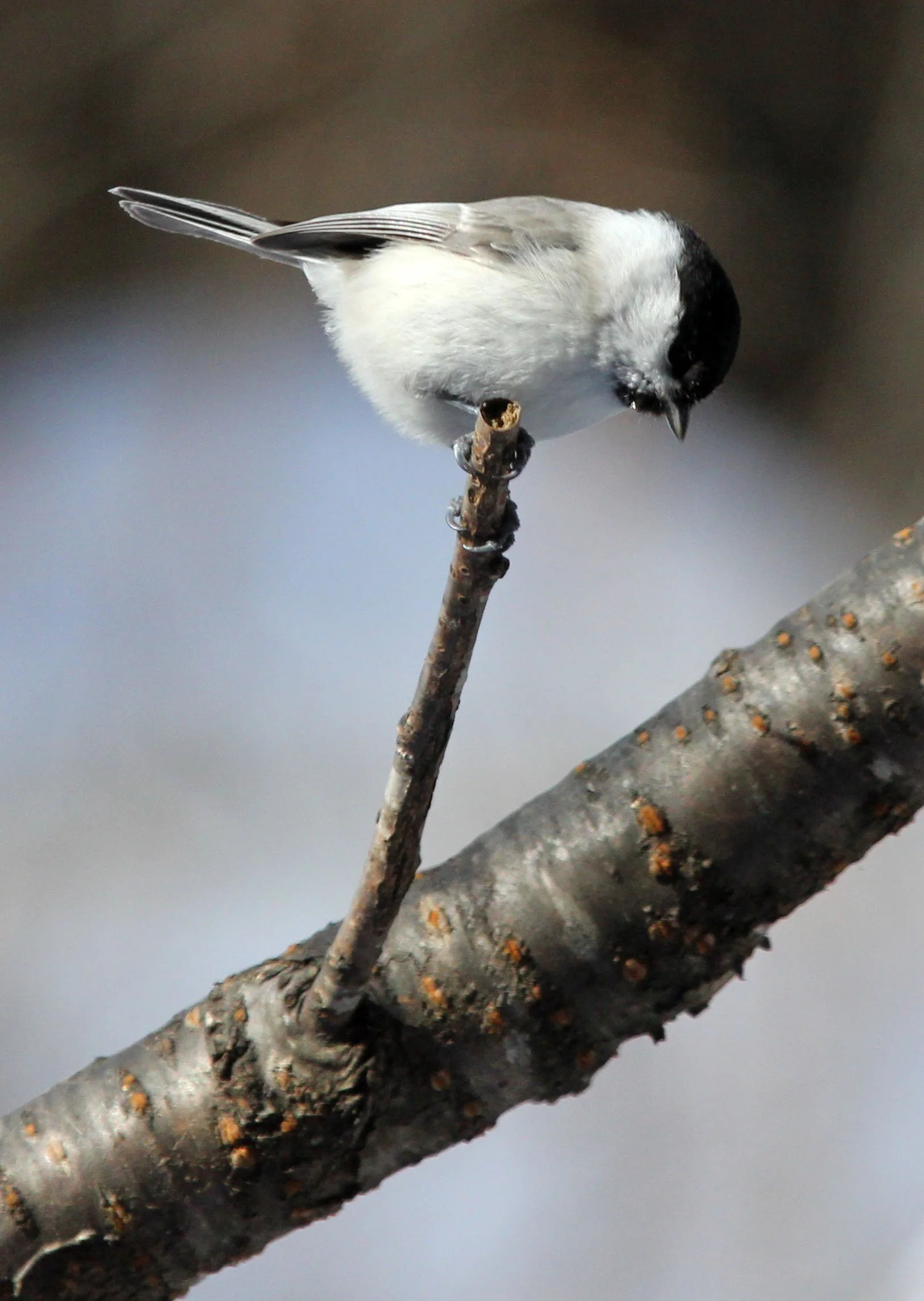 Willow Tit (Poecile montanus) Yoroushi Spa, Hokkaido Japan (10).JPG