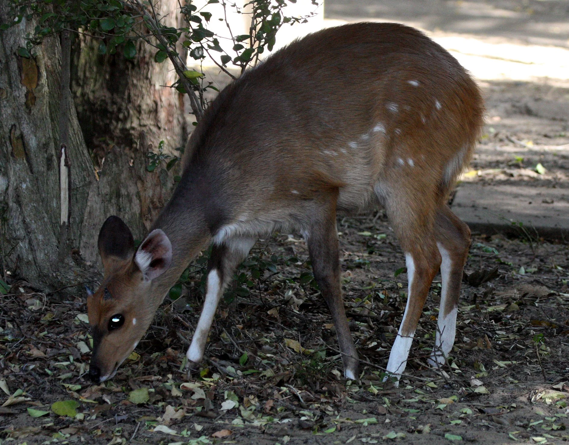 BUSHBUCK - CAPE BUSHBUCK - Tragelaphus sylvaticus - SAINT LUCIA WETLANDS RESERVE - SOUTH AFRICA (11).JPG