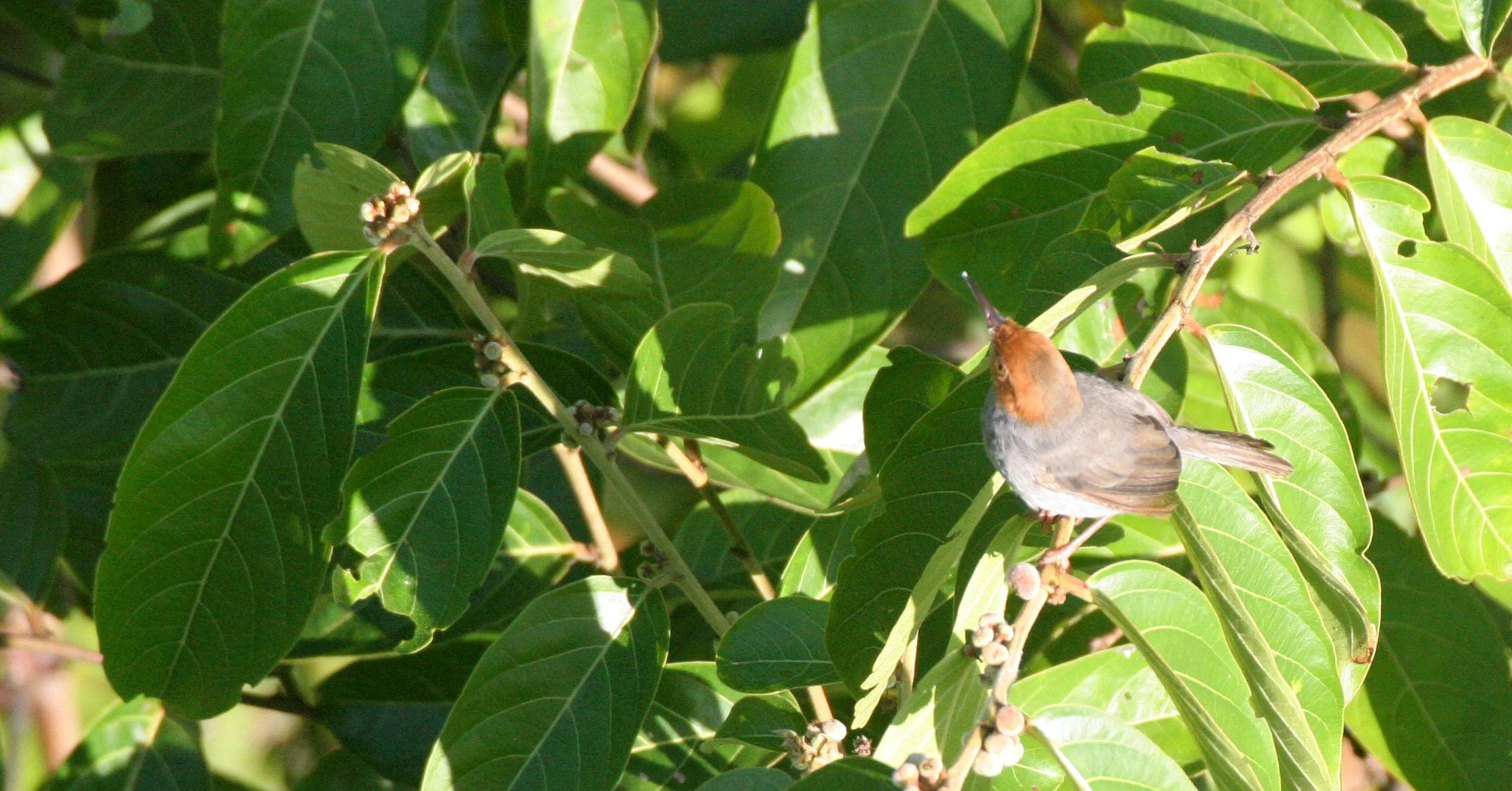BIRD - TAILORBIRD - ASHY TAILORBIRD - TABIN WILDLIFE RESERVE BORNEO (2).JPG