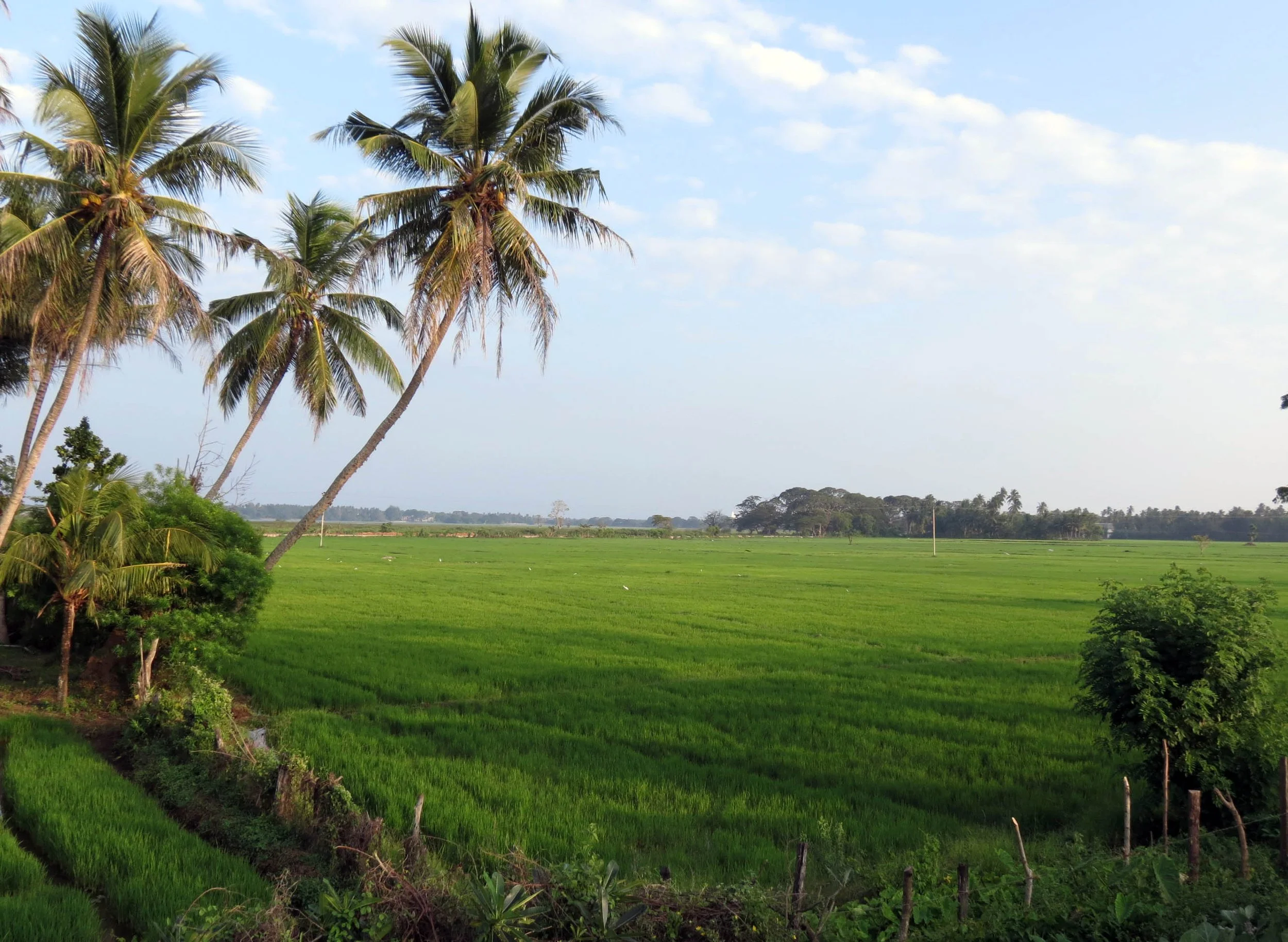 UDAWALAWA NATIONAL PARK SRI LANKA - PHOTO BY COKIE SMITH.JPG