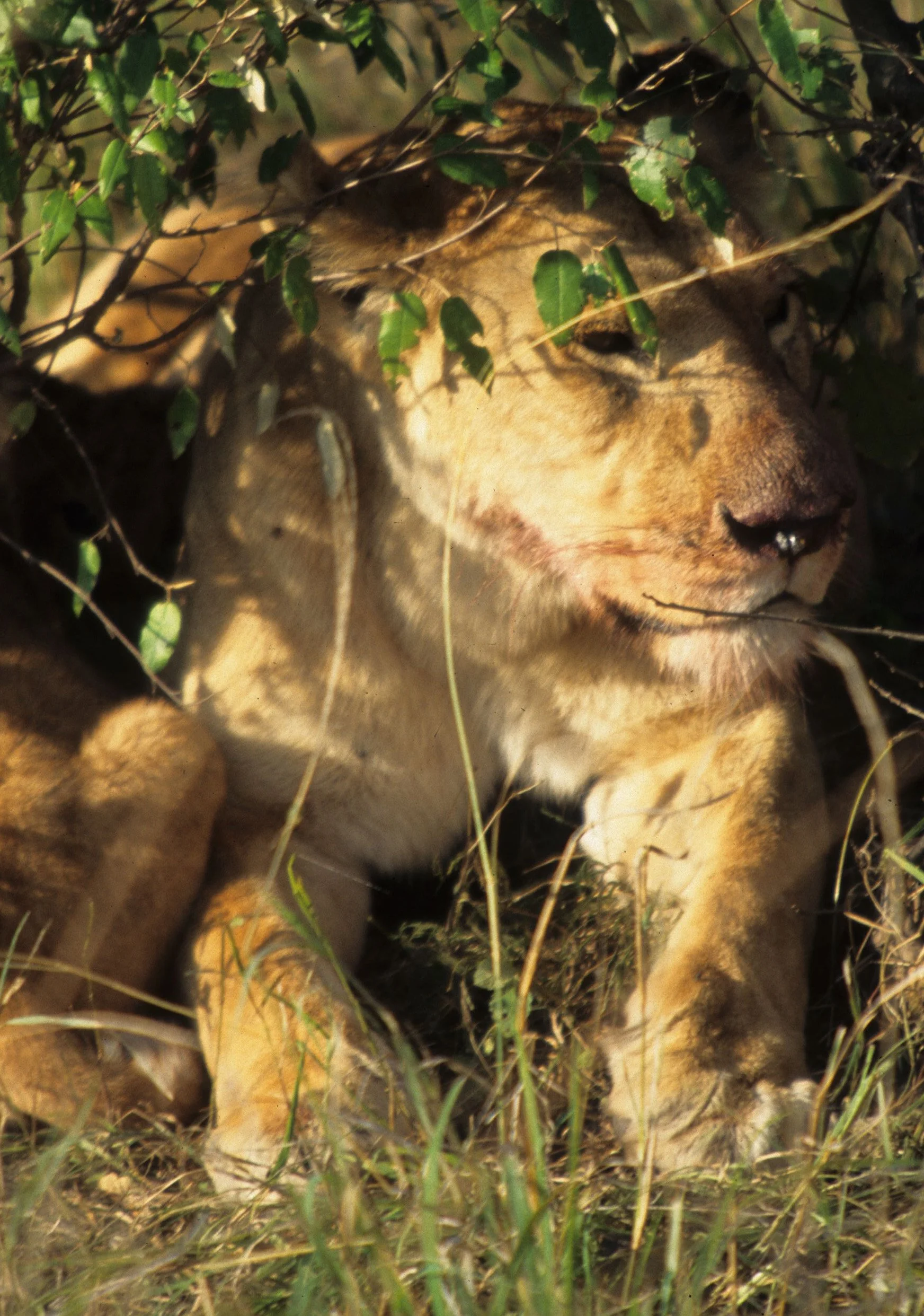 FELID - LION - SERENGETI (32).jpg