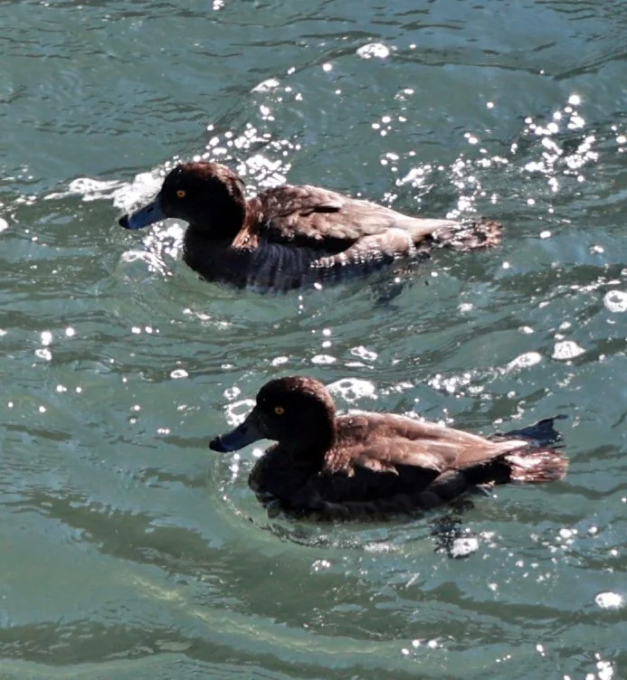 Tufted Duck (Aythya fuligula) Sogi Waterfalls & Canyon, Kagoshima Japan (6).jpg