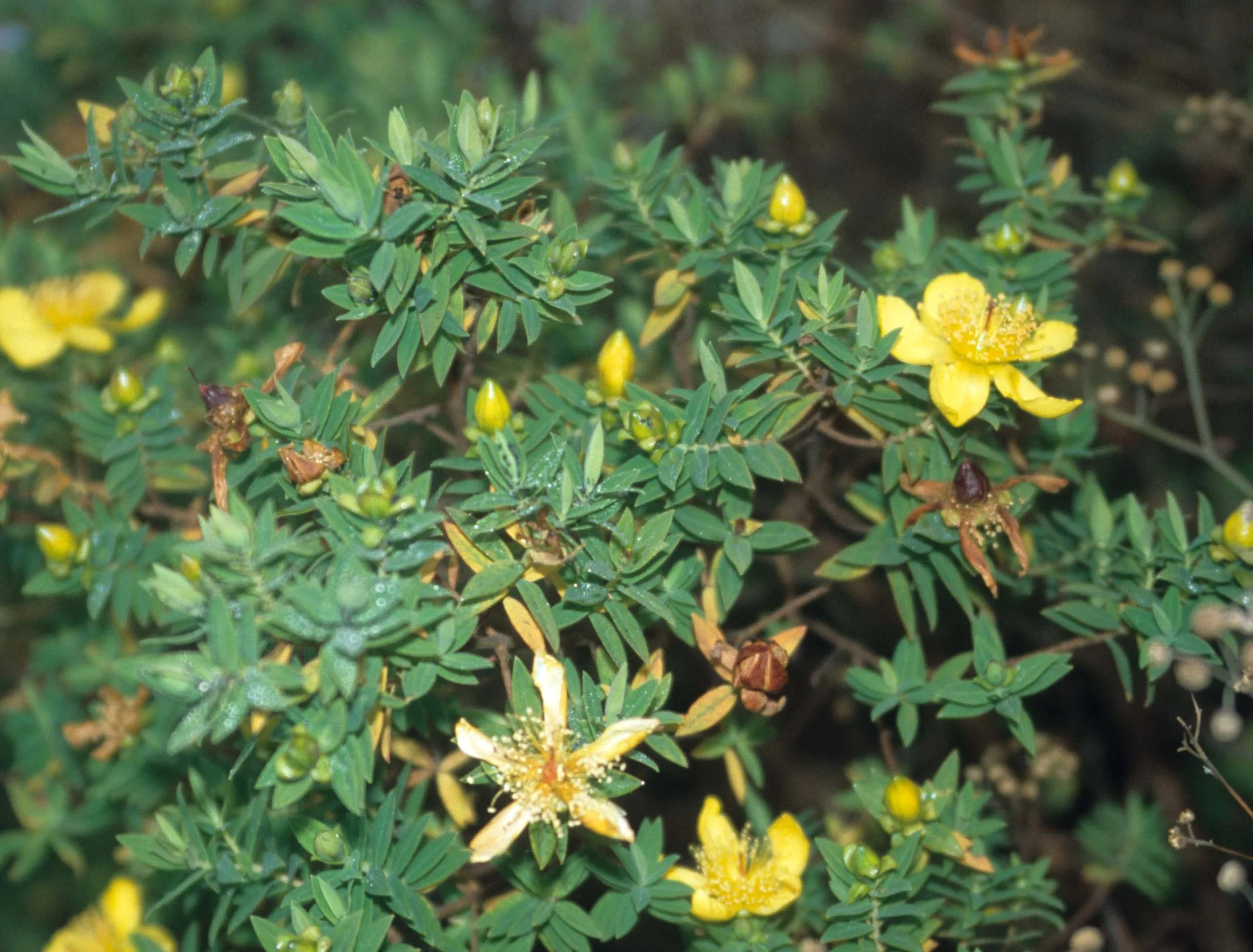 RSA - BLYDE RIVER CANYON - HYPERICUM.jpg