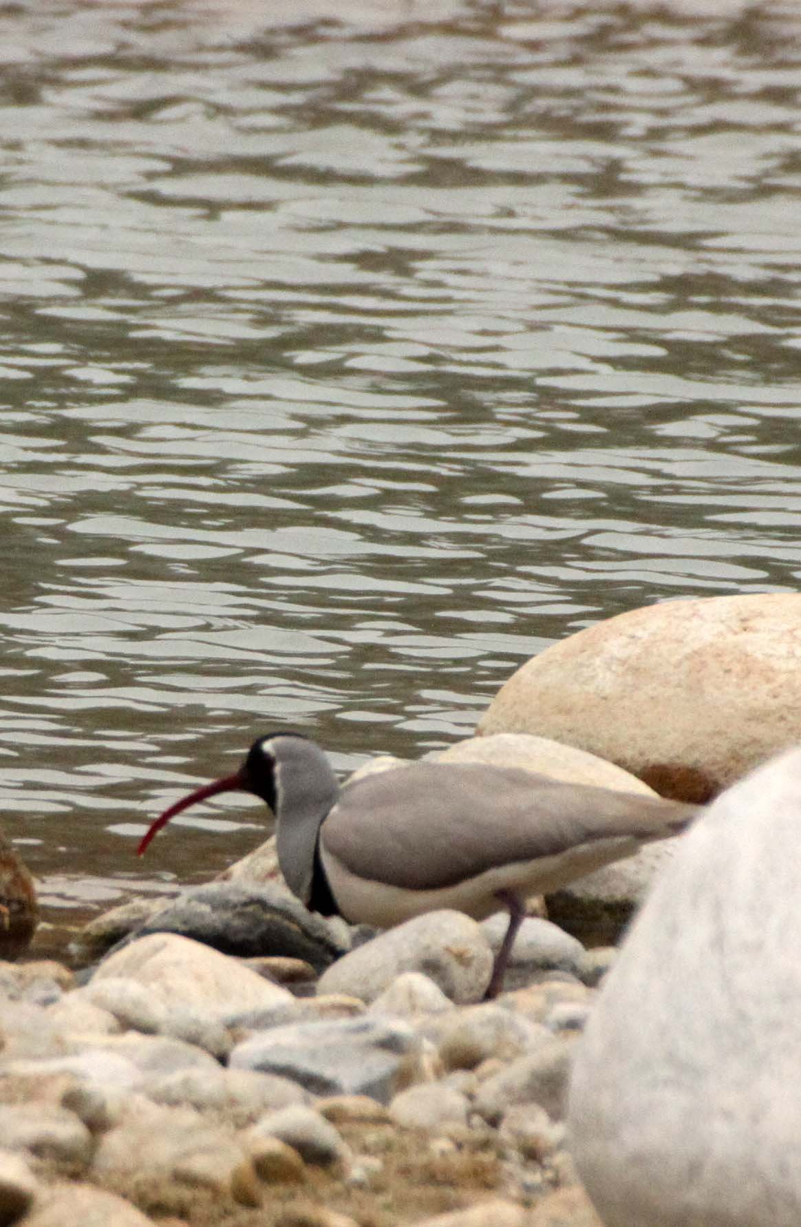 BIRD - IBISBILL - FOPING NATURE RESERVE SHAANXI PROVINCE CHINA (25).JPG