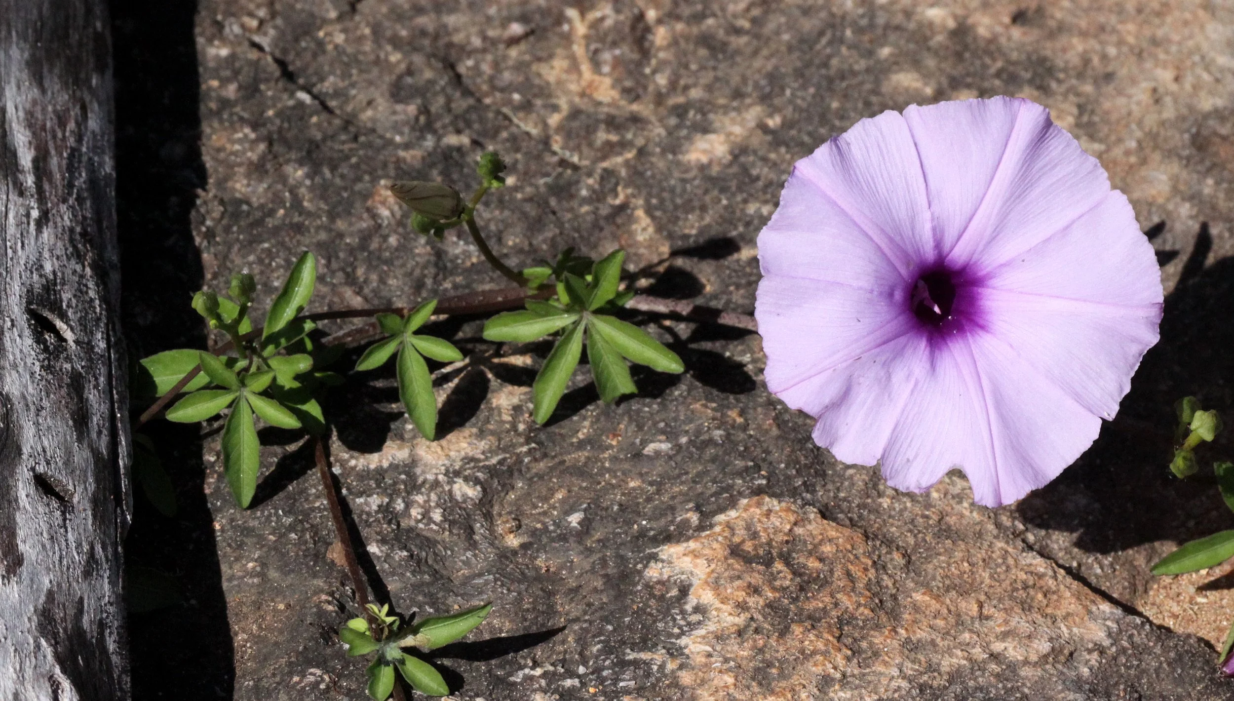 PLANT - MORNING GLORY SPECIES - ANDOHAHELA NATIONAL PARK MADAGASCAR.JPG