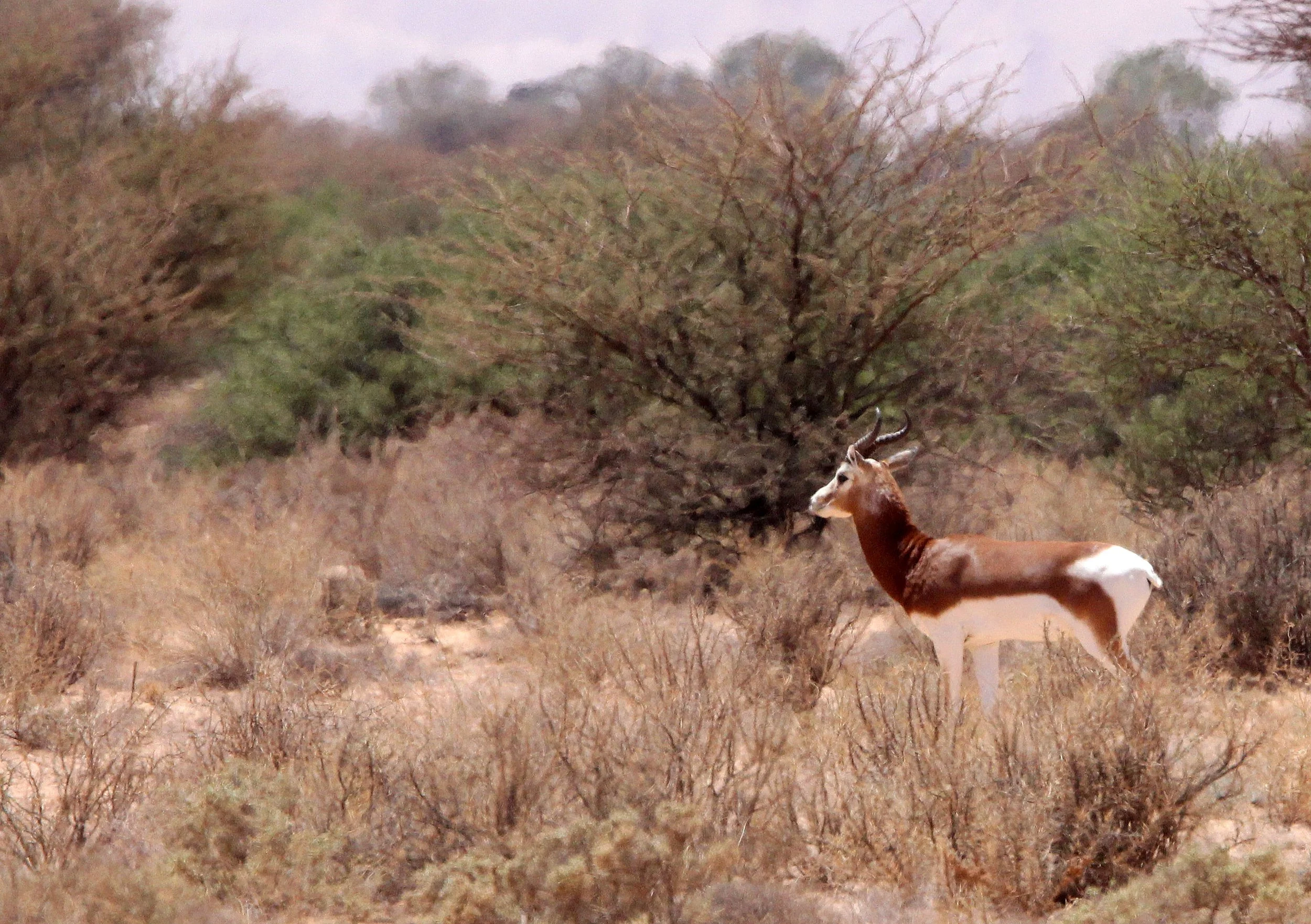 GAZELLE - Nanger dama - DAMA GAZELLE - HADJ NATIONAL NATURE RESERVE TUNISIA (116).JPG