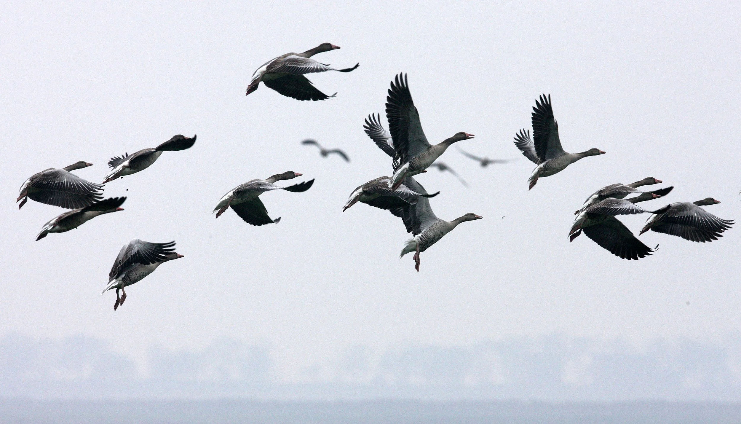 GOOSE - GREYLAG GOOSE - Anser anser - NANJI HILL RESERVE POYANG LAKE, JIANGXI PROVINCE, CHINA (88).JPG