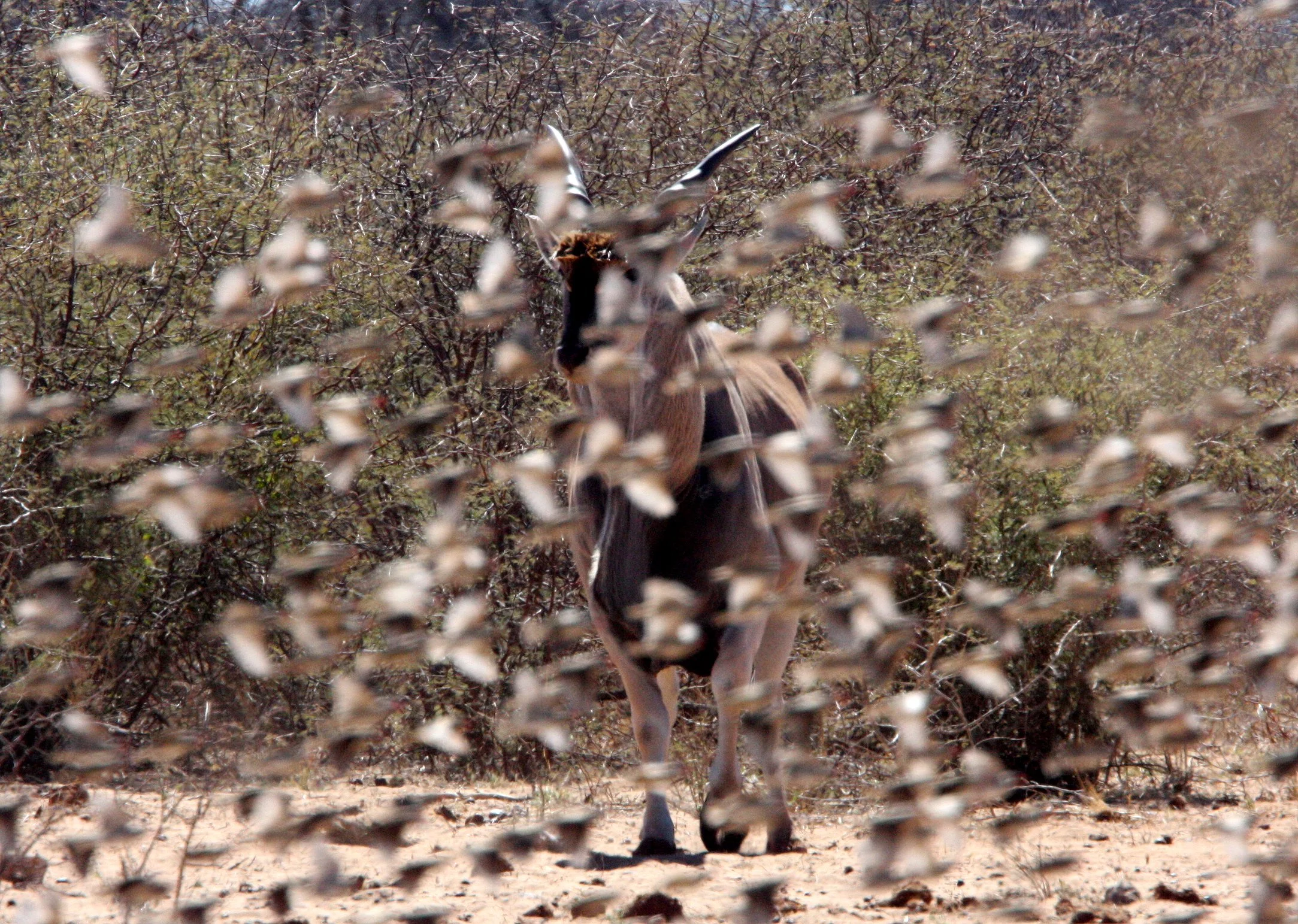 Red-billed Quelea (Quelea quelea) Etosha NP Namibia (8).JPG
