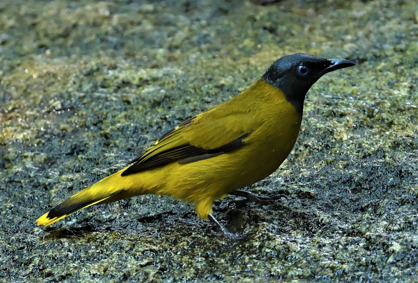 BULBUL - BLACK HEADED BULBUL - Pycnonotus atriceps - WAT THAM PRATHUM CHONBURI JAN 30 2022 (24).jpg