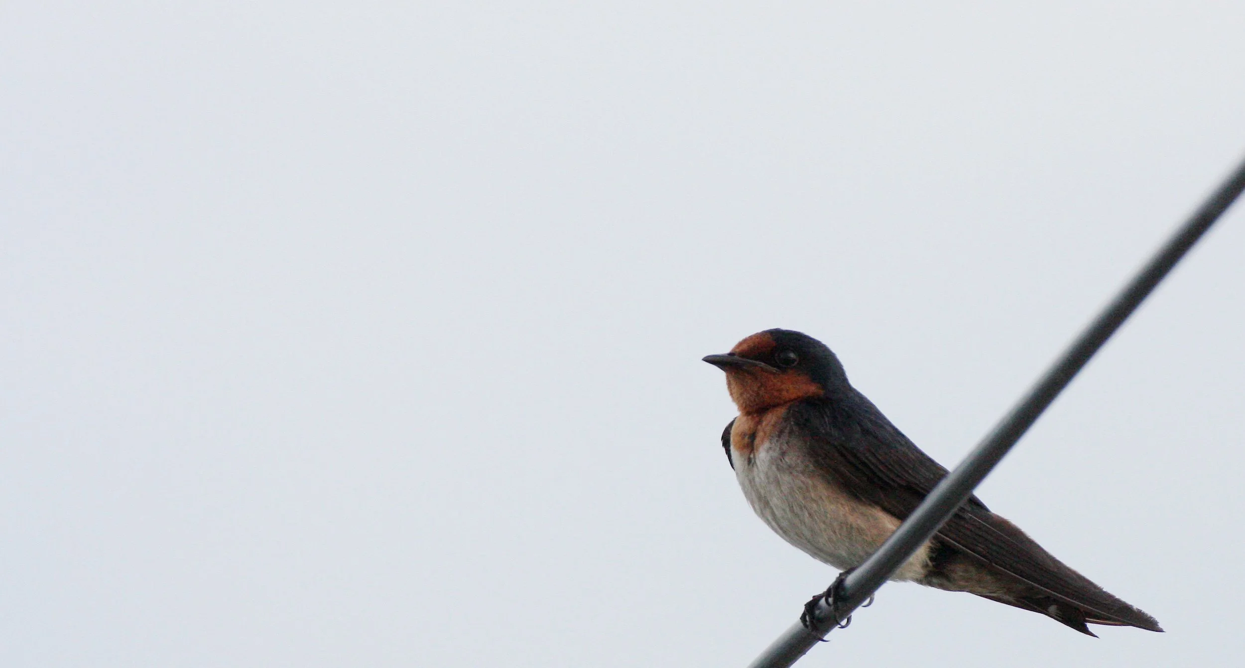 Pacific Swallow (Hirundo tahitica) Pak Nakhon Thailand (2).JPG