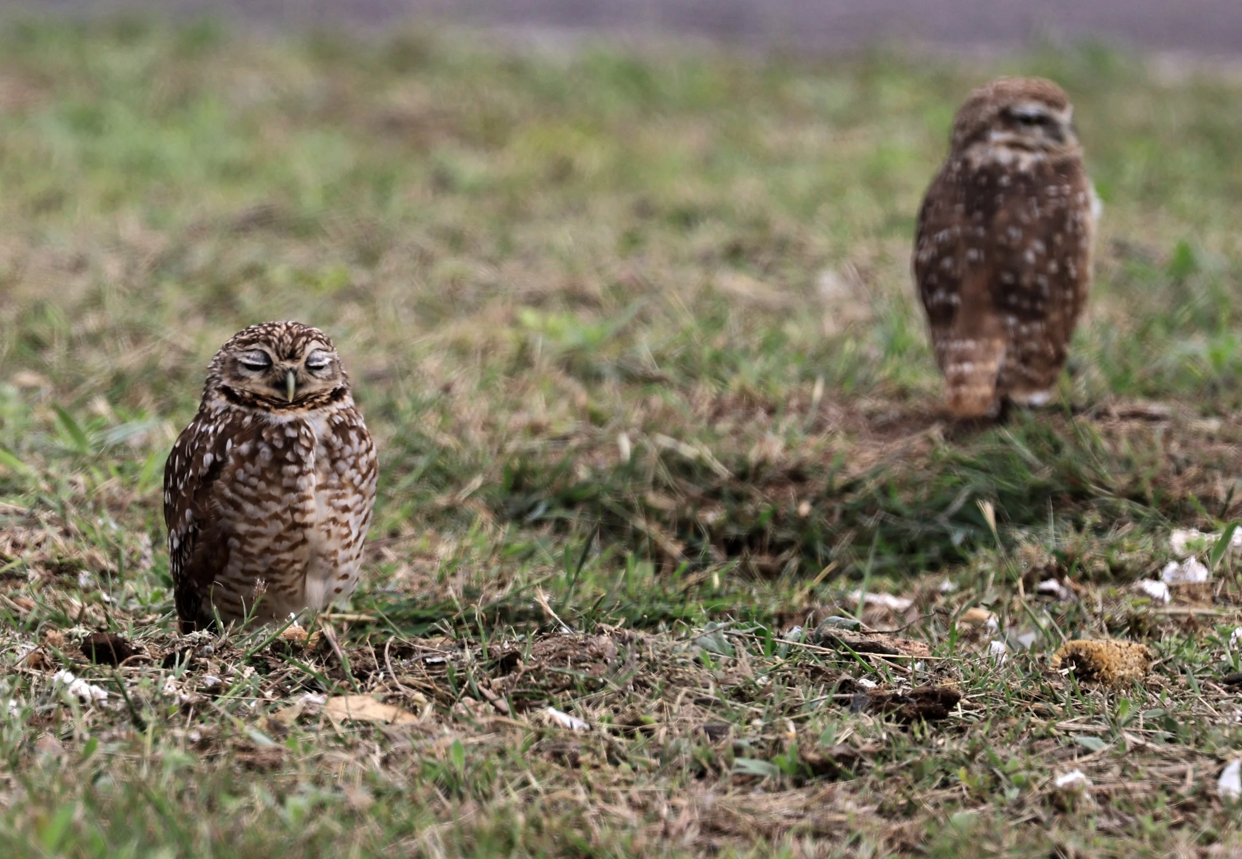 Burrowing Owl (Athene cunicularia) Aurora Chaquena near Neuland Mennonite Colony Paraguay (3).jpg