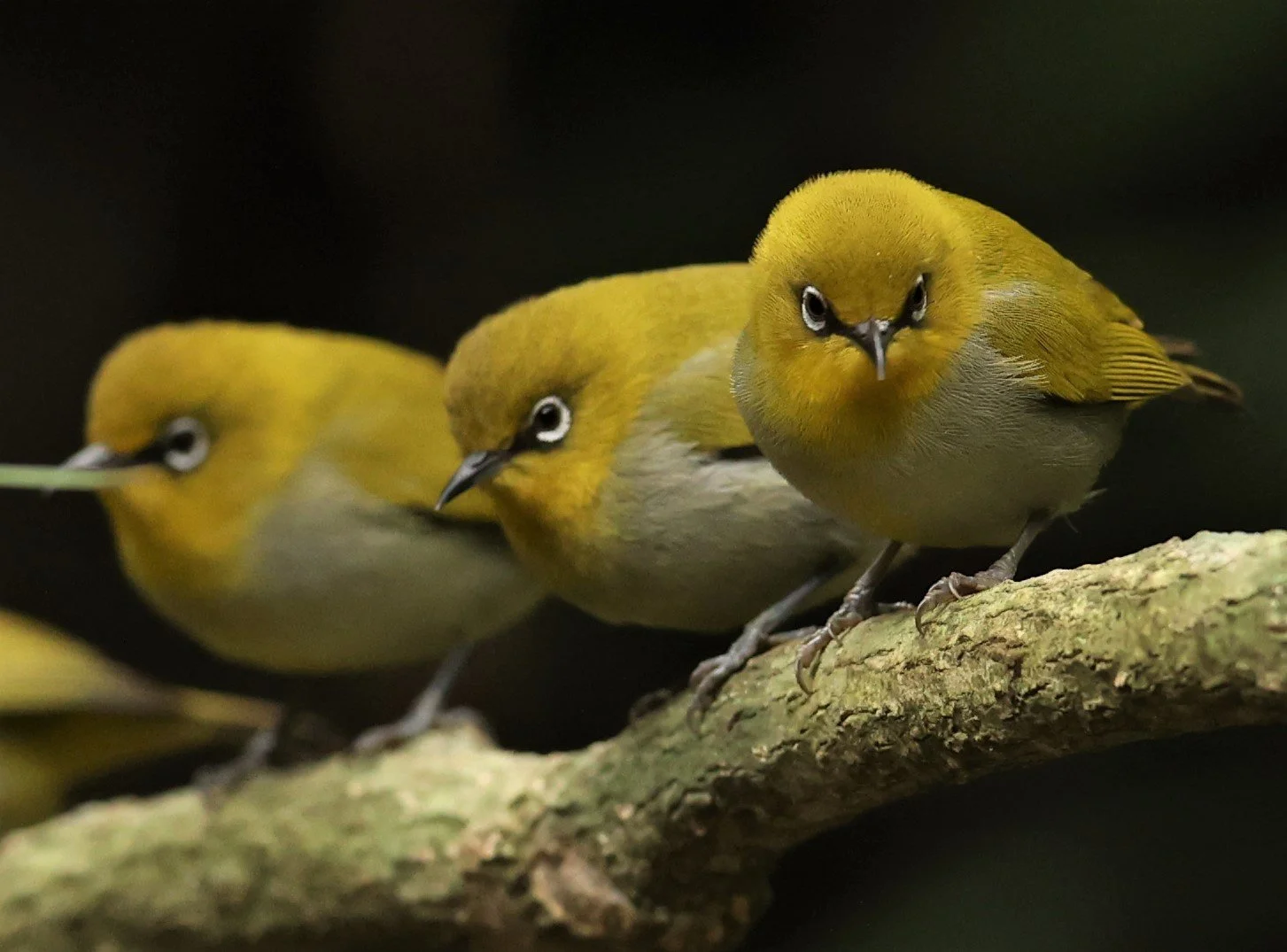 Indian White-eye (Zosterops palpebrosus) Doi Inthanon NP Chiang Mai (26).JPG