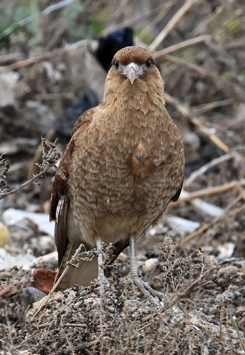 Chimango Caracara (Daptrius chimango) Lagunas del Ornitólogo, Trelew Argentina (20).jpg