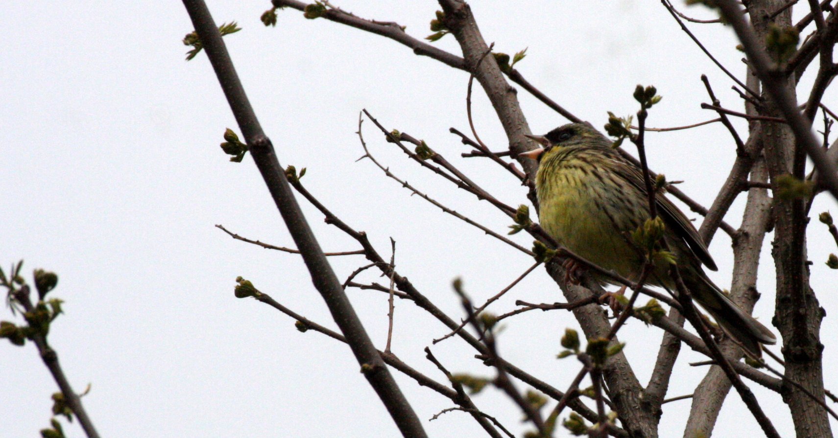 Eurasian Siskin (Spinus spinus) Shimokita Peninsula, Kawauchi Japan (6).JPG