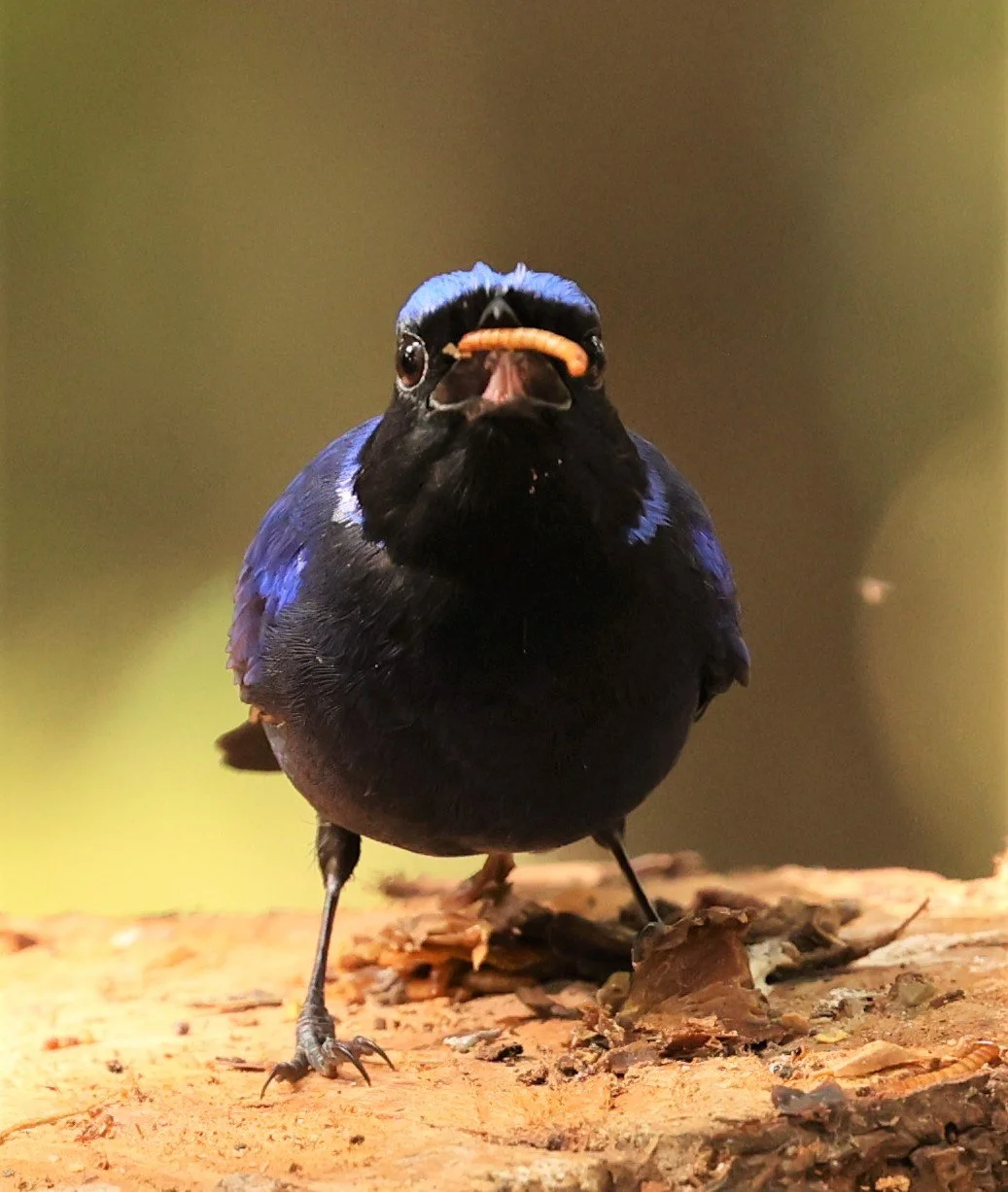 NILTAVA - SMALL NILTAVA - Niltava macgrigoriae - DOI ANG KHANG CHIANG MAI (5).jpg