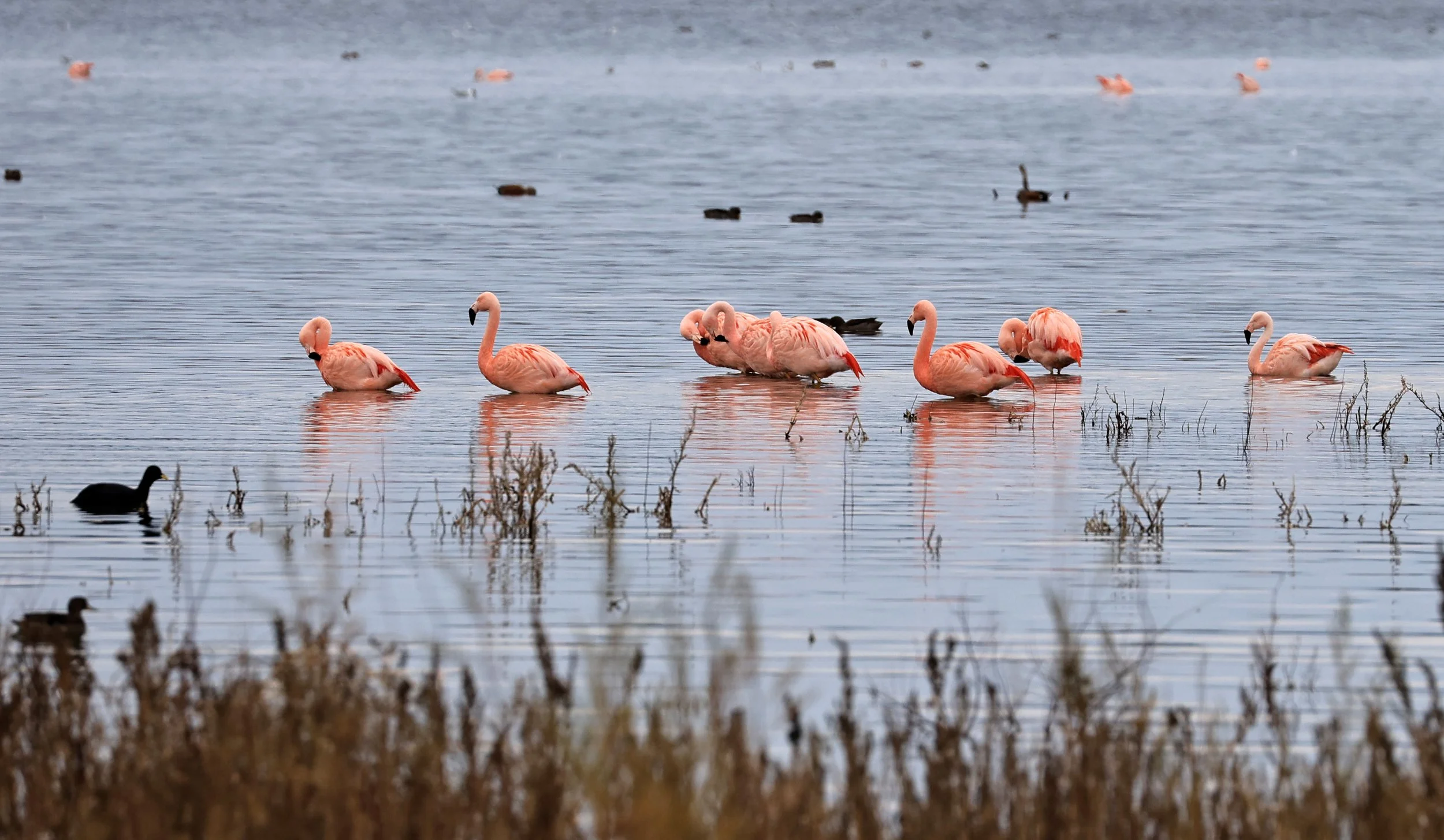 Chilean Flamingo (Phoenicopterus chilensis) Lagunas del Ornitólogo, Trelew Argentina (104).jpg