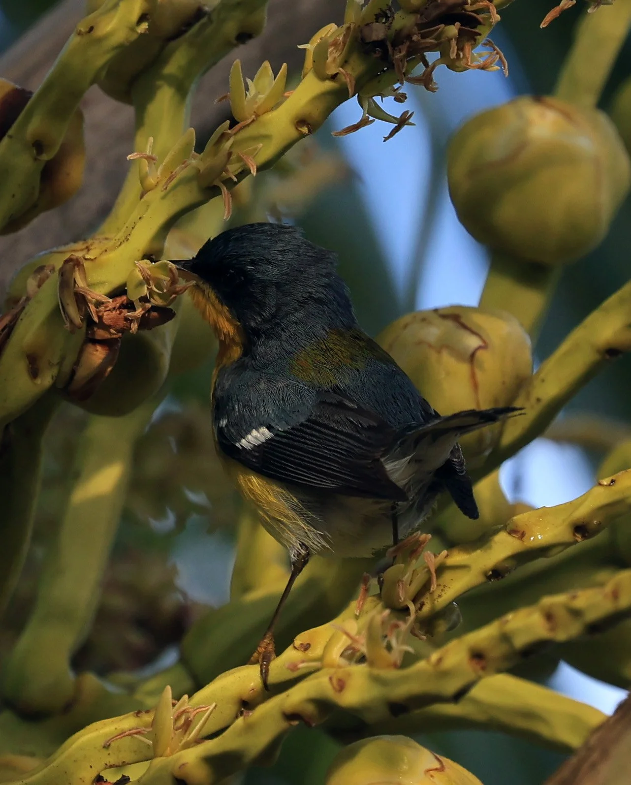 Tropical Parula (Setophaga pitiayumi) Superagui National Park, Brazil