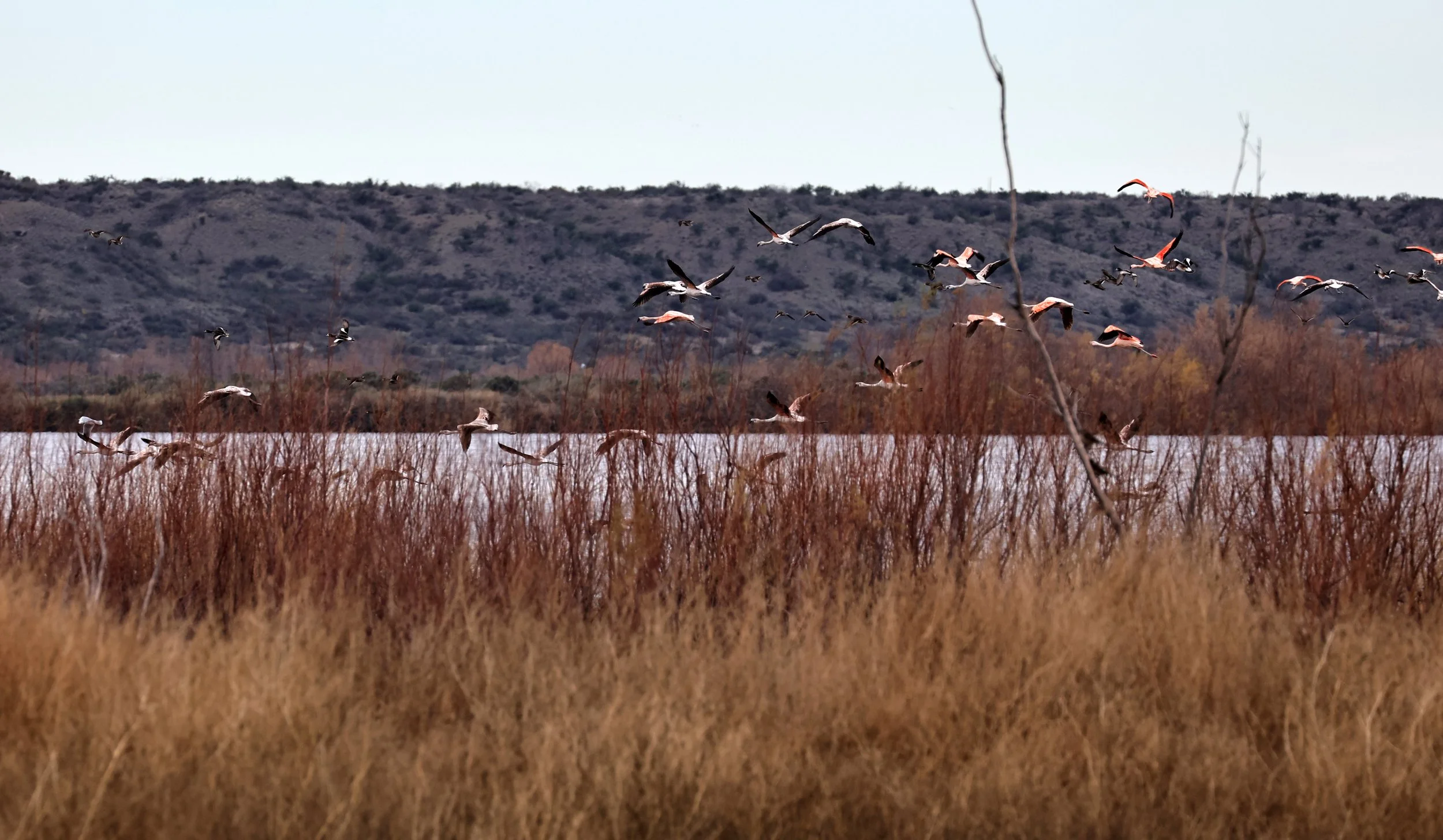 Chilean Flamingo (Phoenicopterus chilensis) Lagunas del Ornitólogo, Trelew Argentina (66).jpg